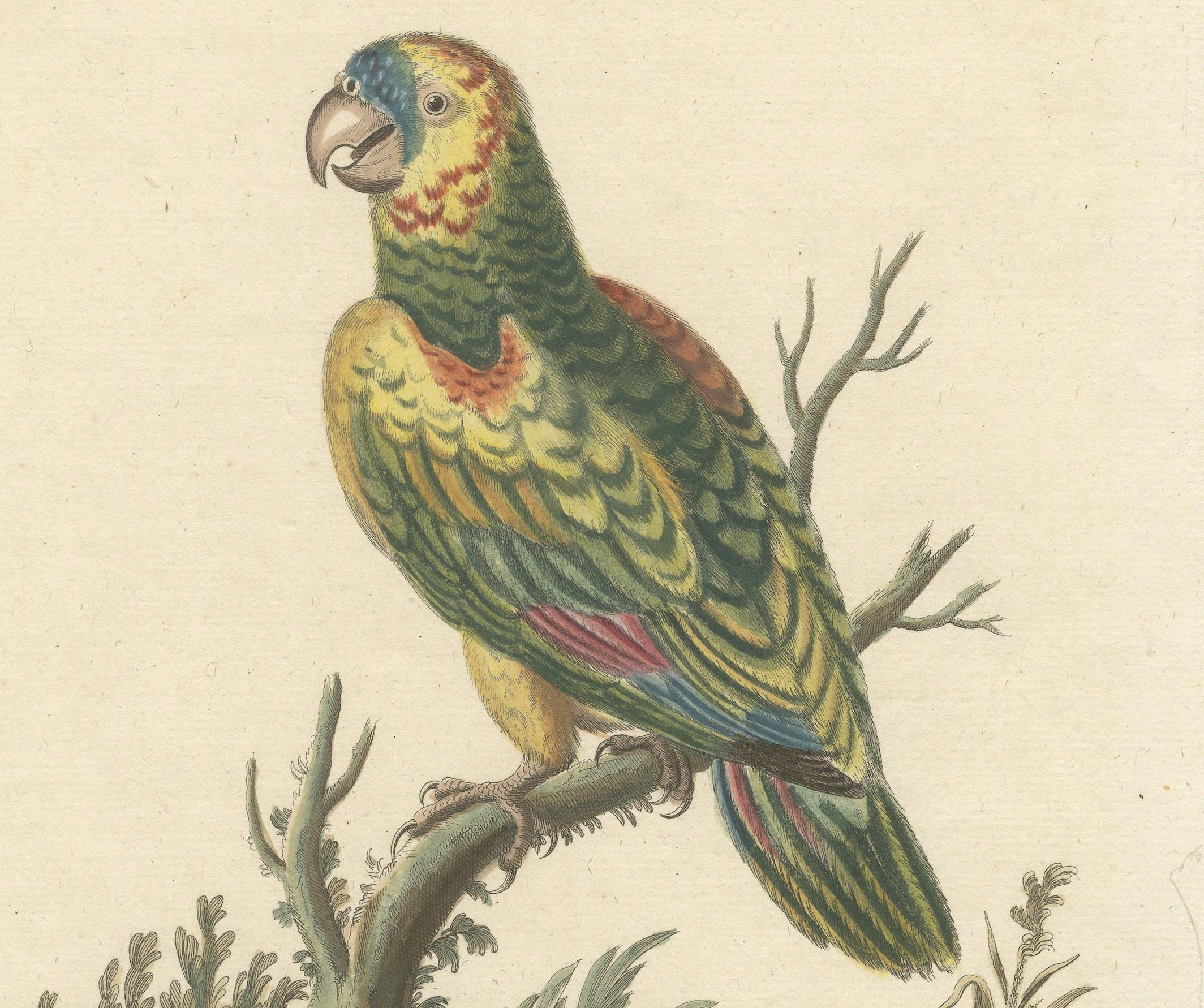 Mid-18th Century The Large Green Parrot of The West Indies Hand-Colored and Engraved, 1749 For Sale