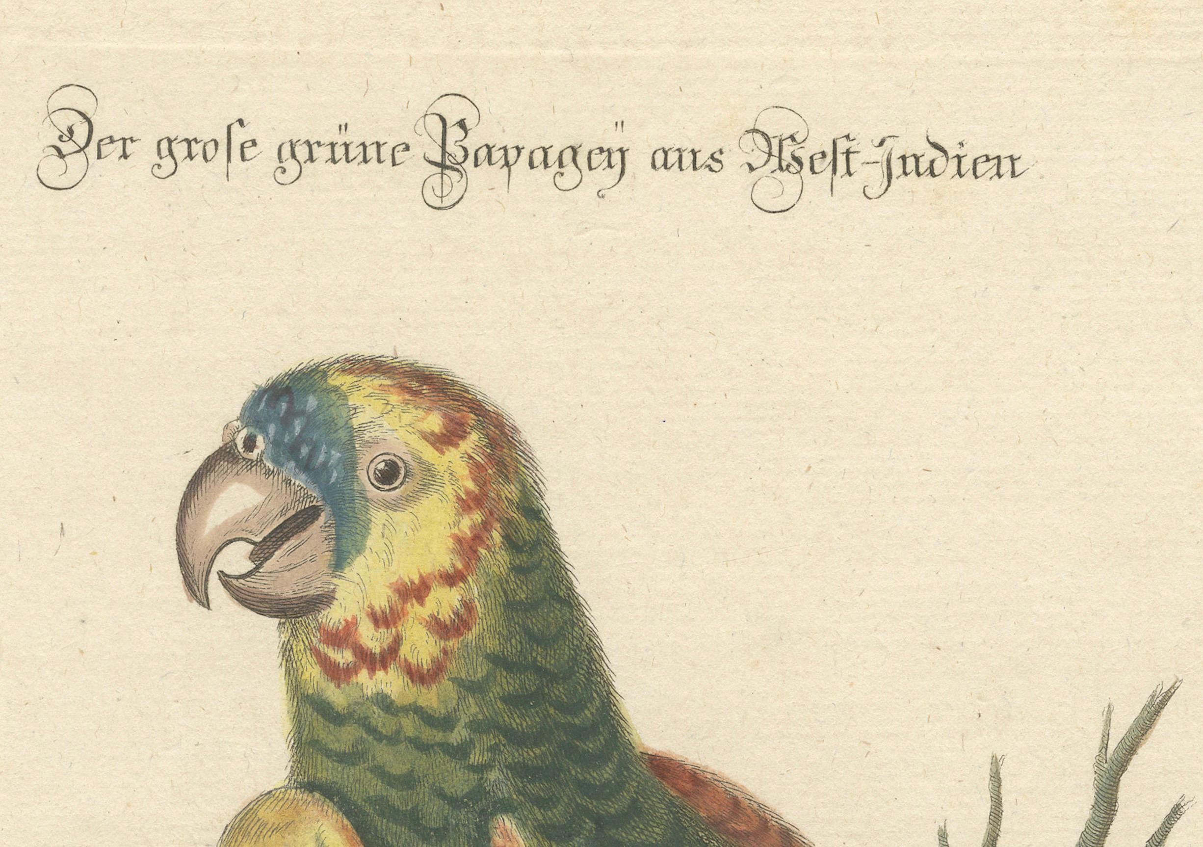 Paper The Large Green Parrot of The West Indies Hand-Colored and Engraved, 1749 For Sale