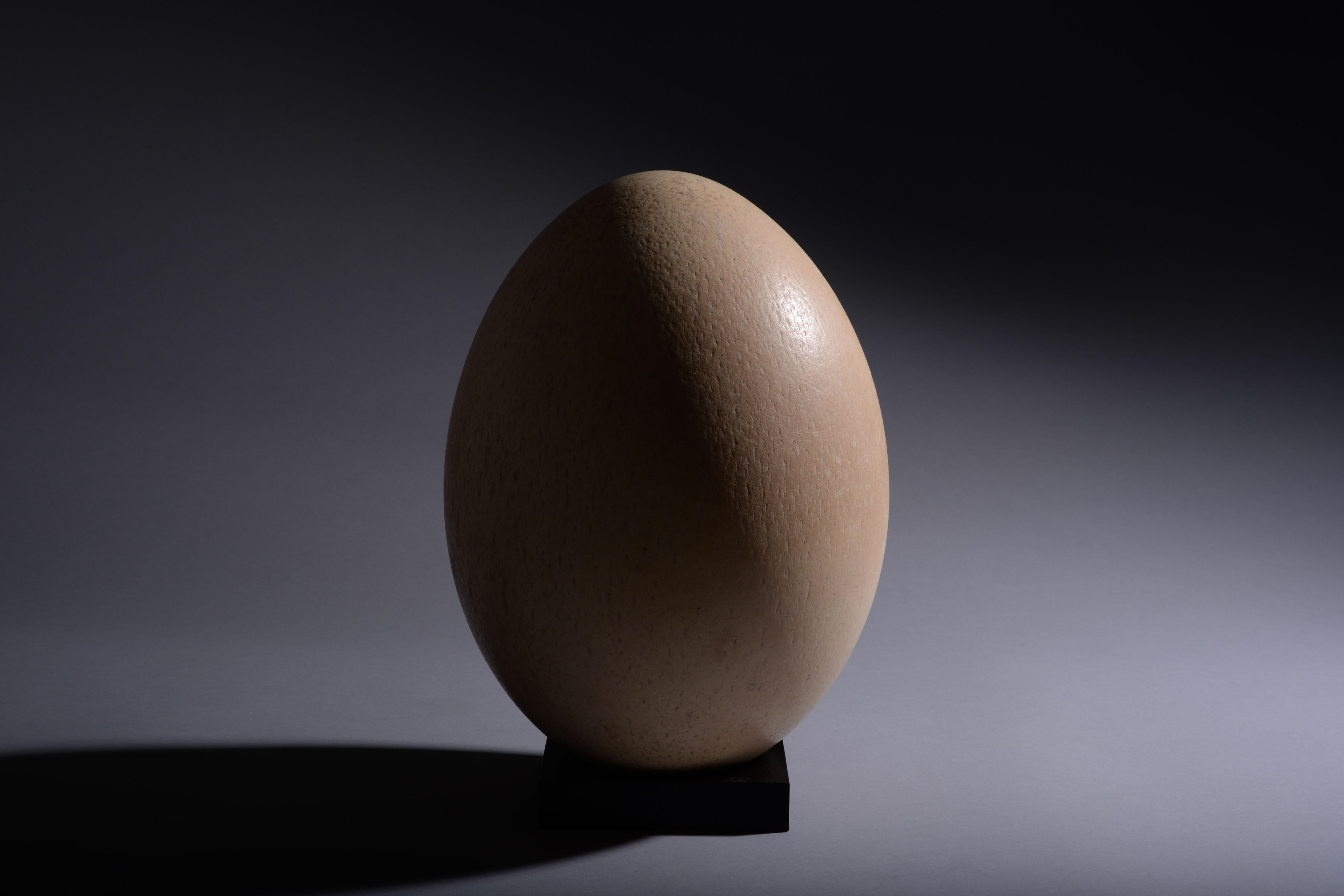 Largest Egg Ever Laid - Intact Elephant Bird Egg 2
