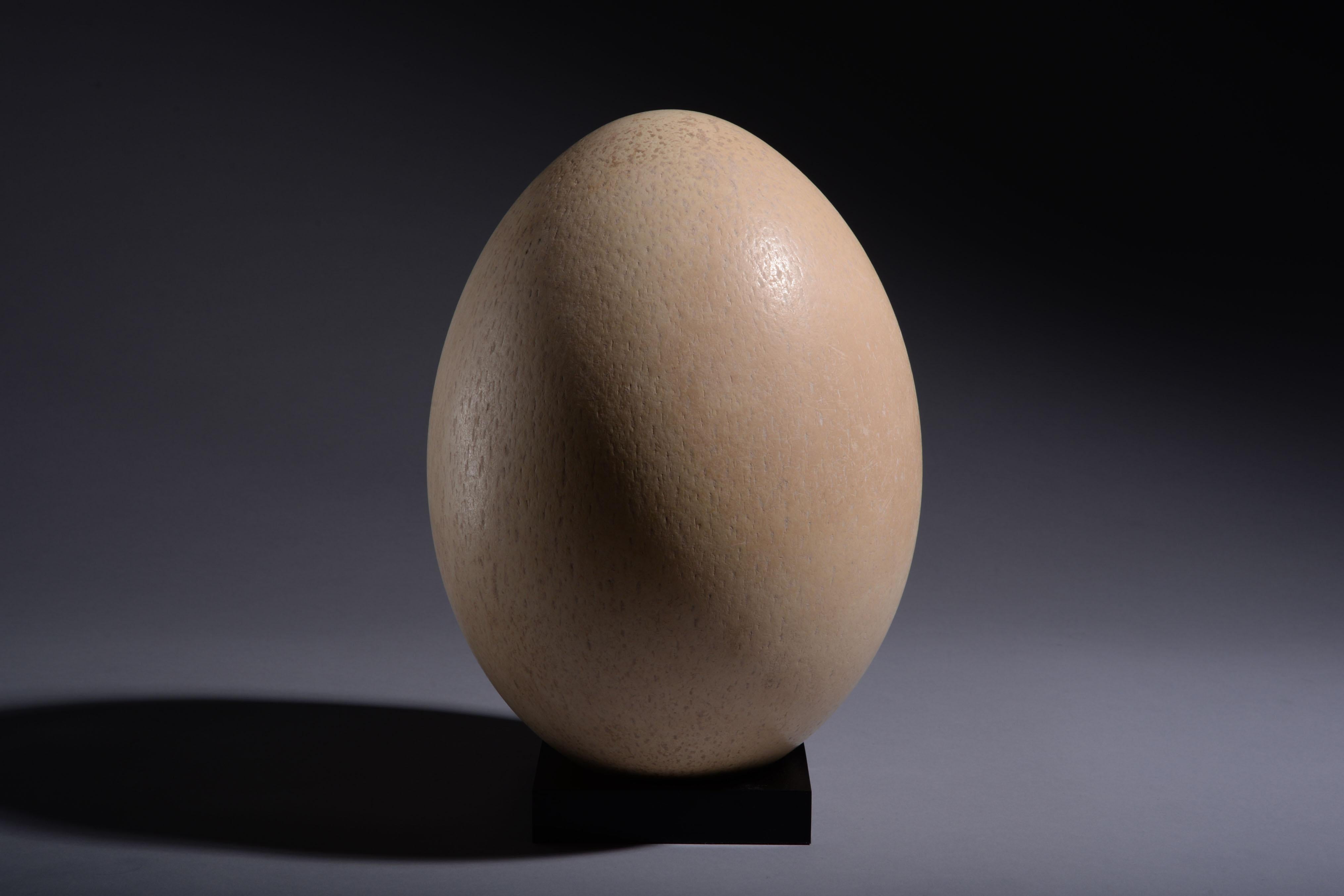 From Madagascar, an exceptionally intact example of the largest egg ever laid, creamy white in colour and with a beautifully preserved stippled surface.

The elephant bird, or Aepyornis maximus, was an enormous creature weighing an estimated 1200 lb