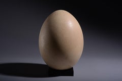 Largest Egg Ever Laid - Intact Elephant Bird Egg