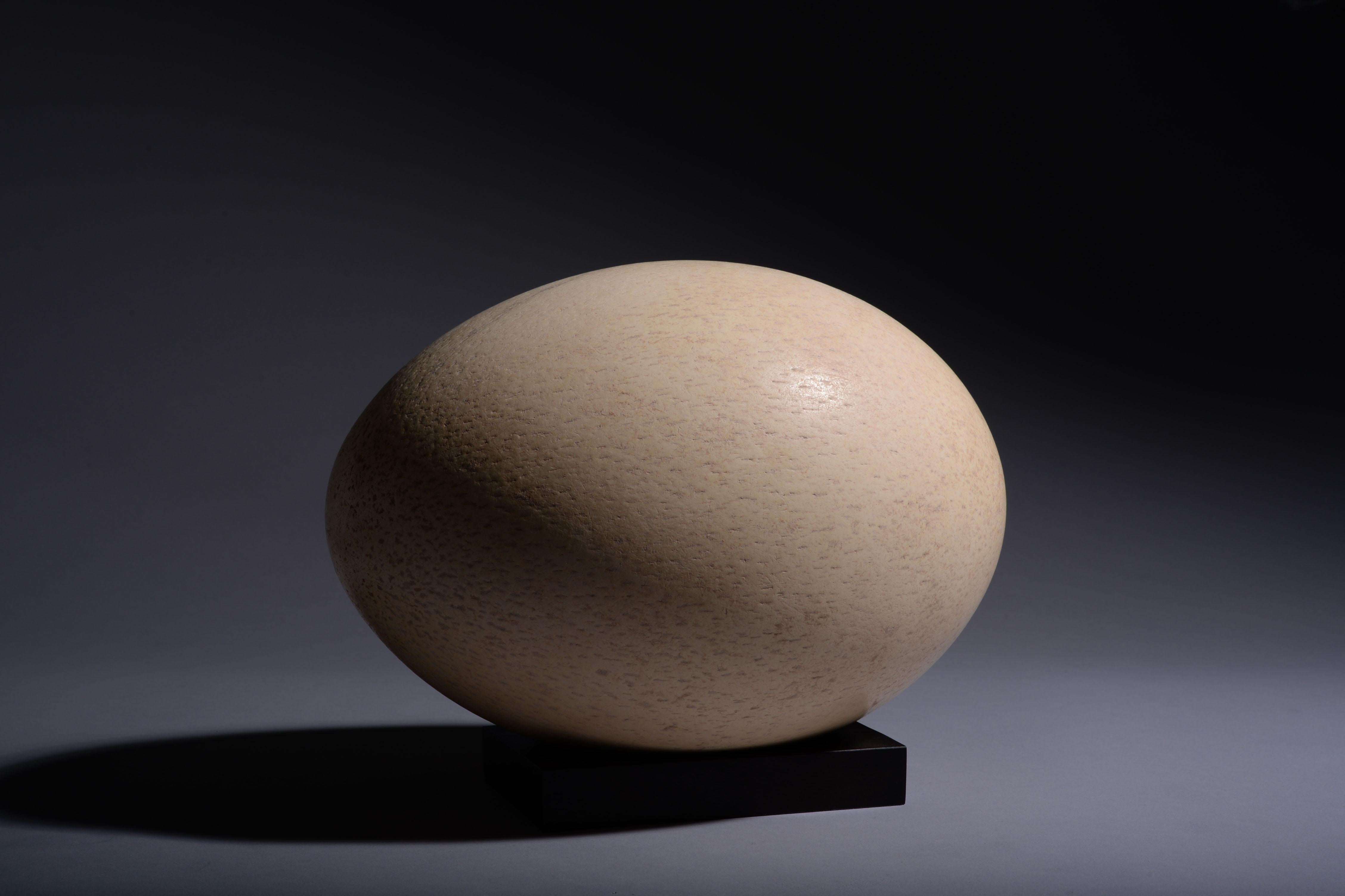 aepyornis egg for sale