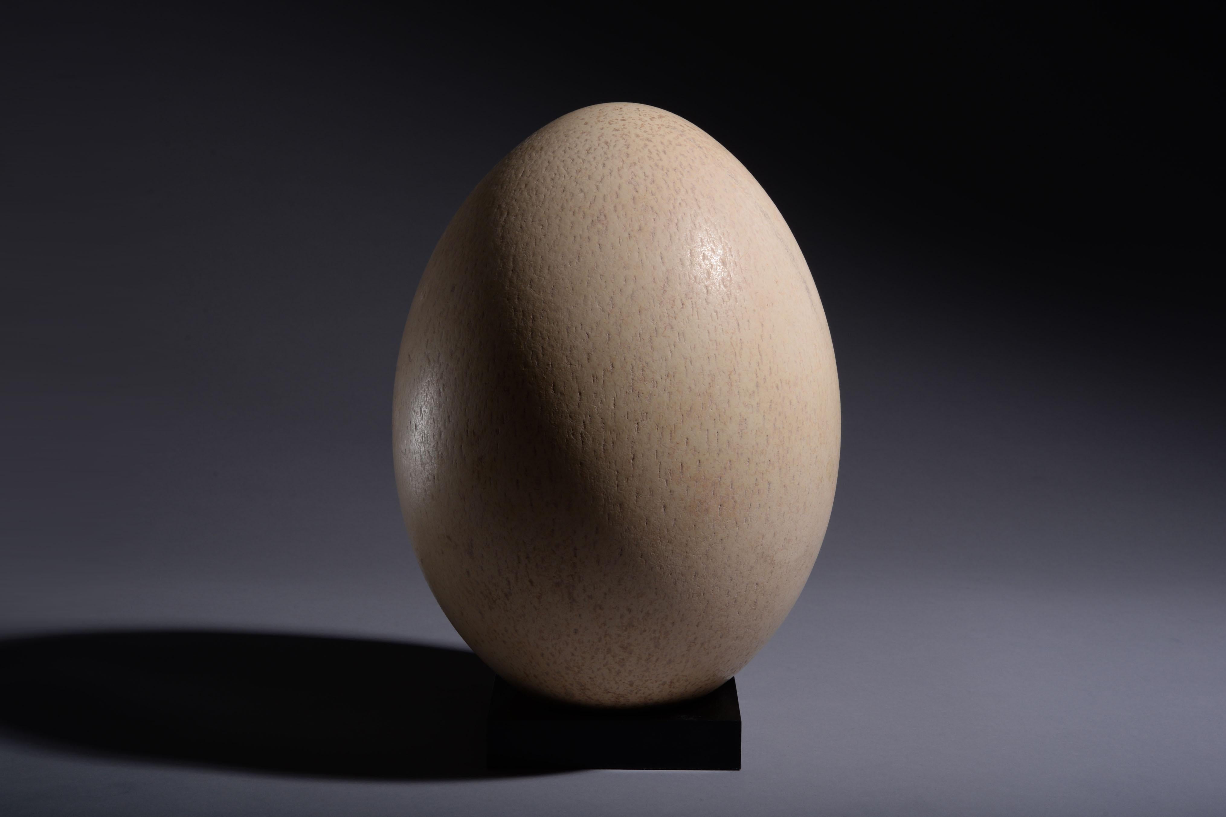 Malagasy Largest Egg Ever Laid - Intact Elephant Bird Egg