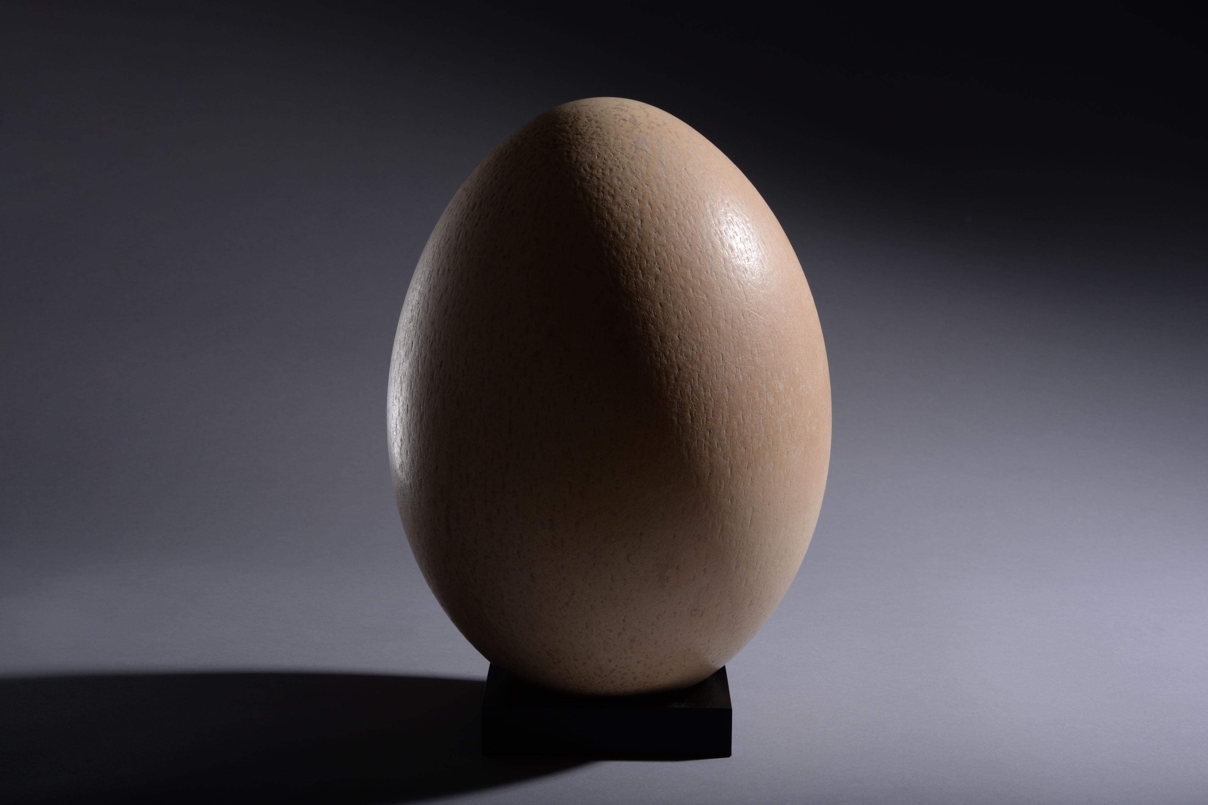 Largest Egg Ever Laid - Intact Elephant Bird Egg In Excellent Condition In London, GB