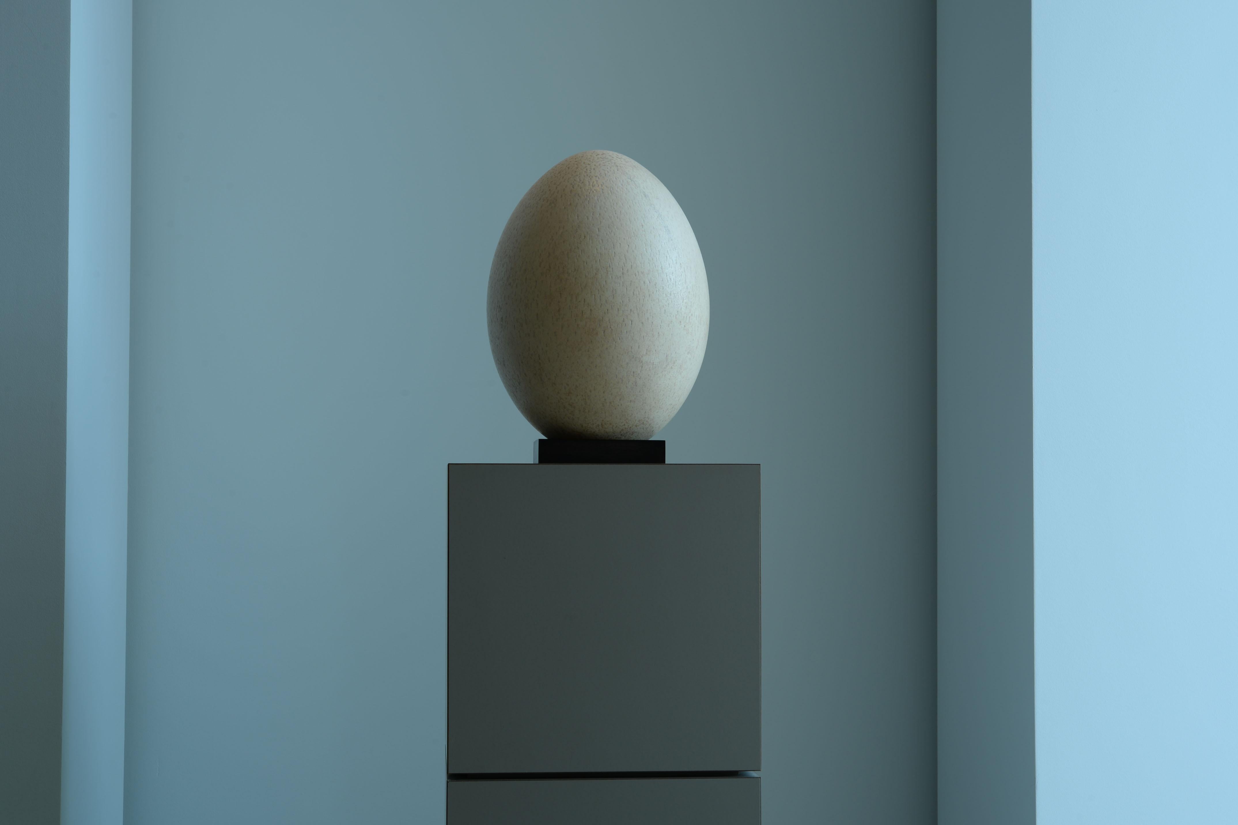 18th Century and Earlier Largest Egg Ever Laid - Intact Elephant Bird Egg