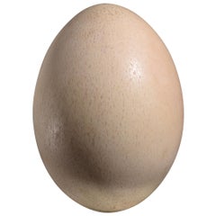 Largest Egg Ever Laid - Intact Elephant Bird Egg