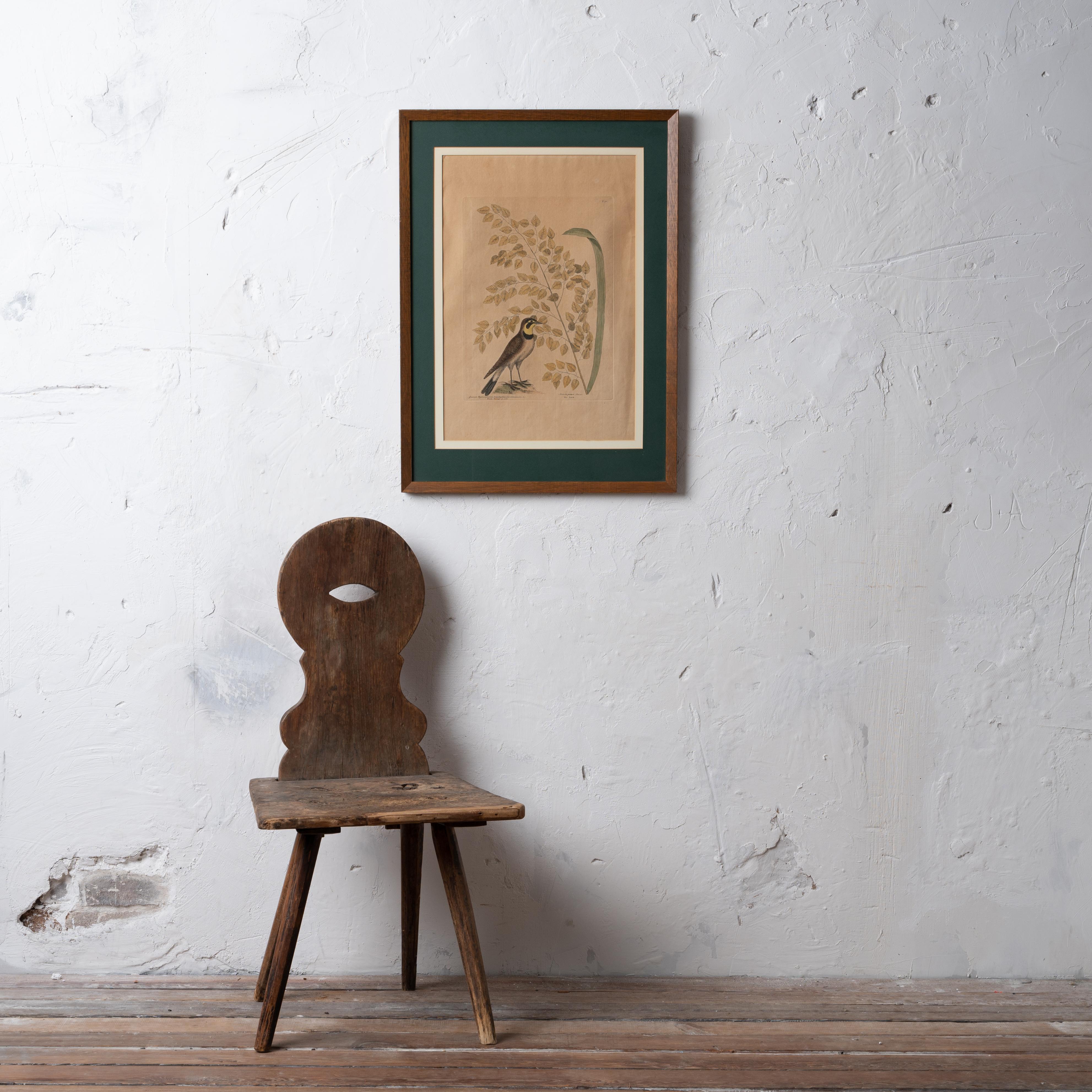 Mark Catesby
(Britisch, 1683-1749)

Original Catesby mit dem Titel 