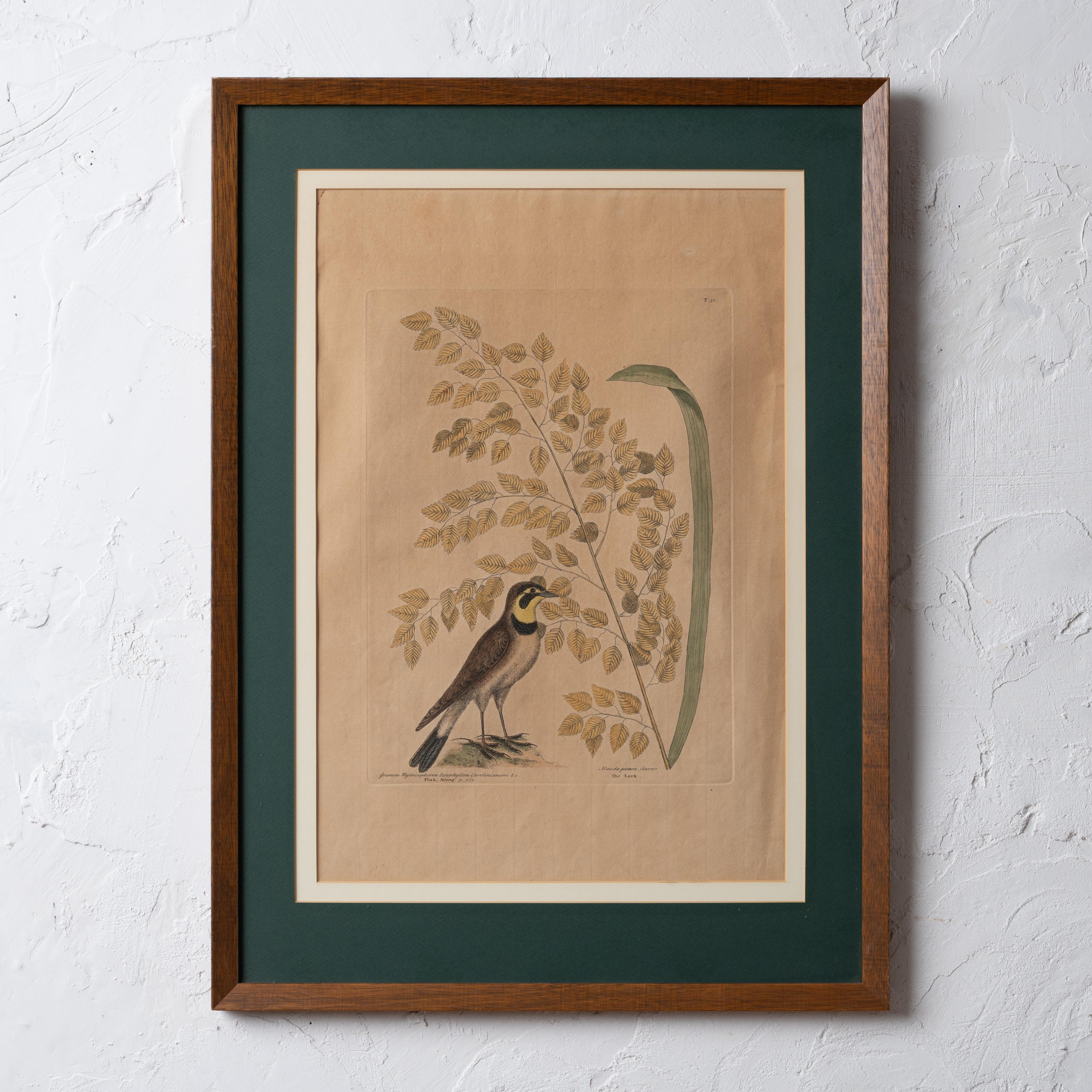 The Lark, Mark Catesby, um 1754 (Europäisch) im Angebot