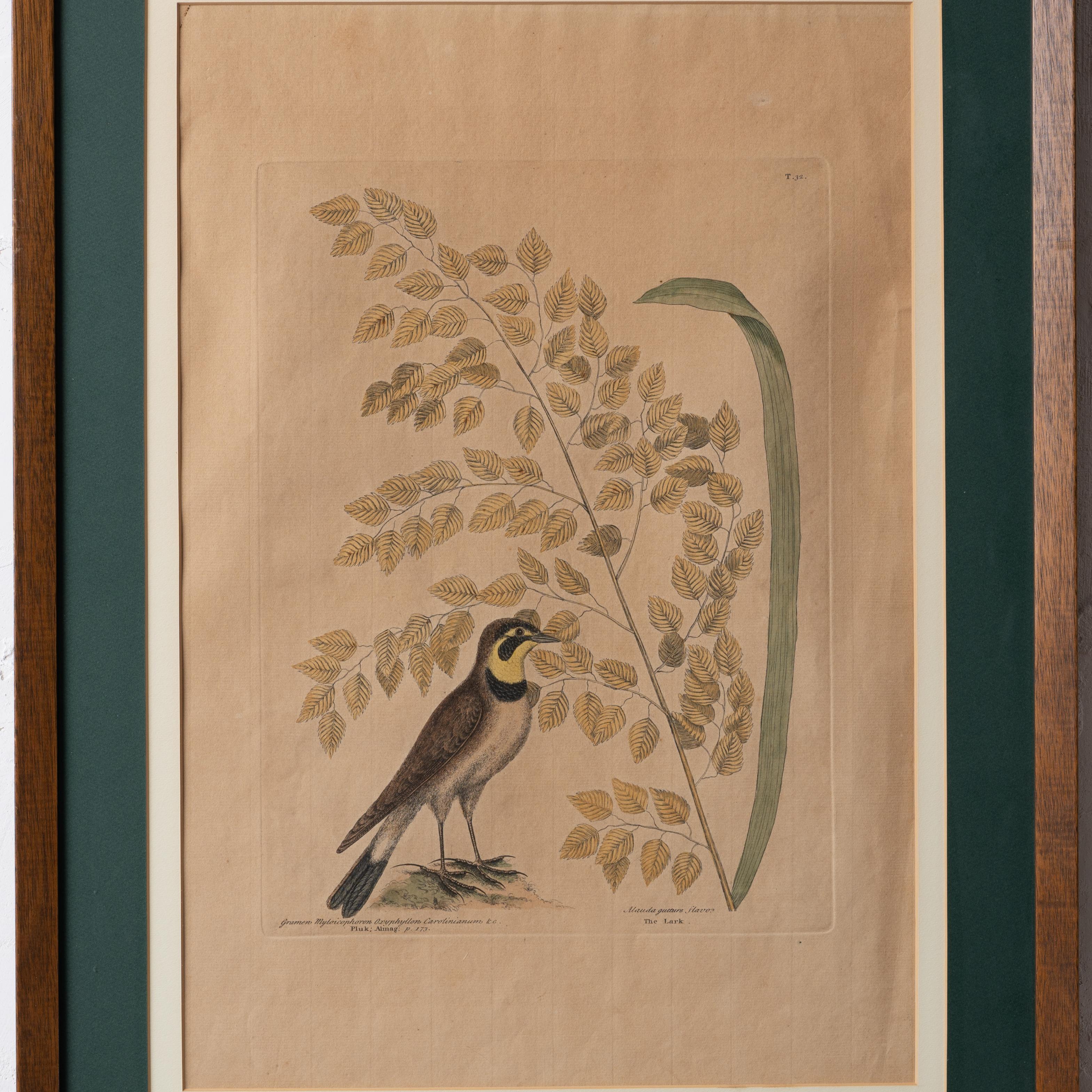 The Lark, Mark Catesby, um 1754 im Zustand „Gut“ im Angebot in Savannah, GA