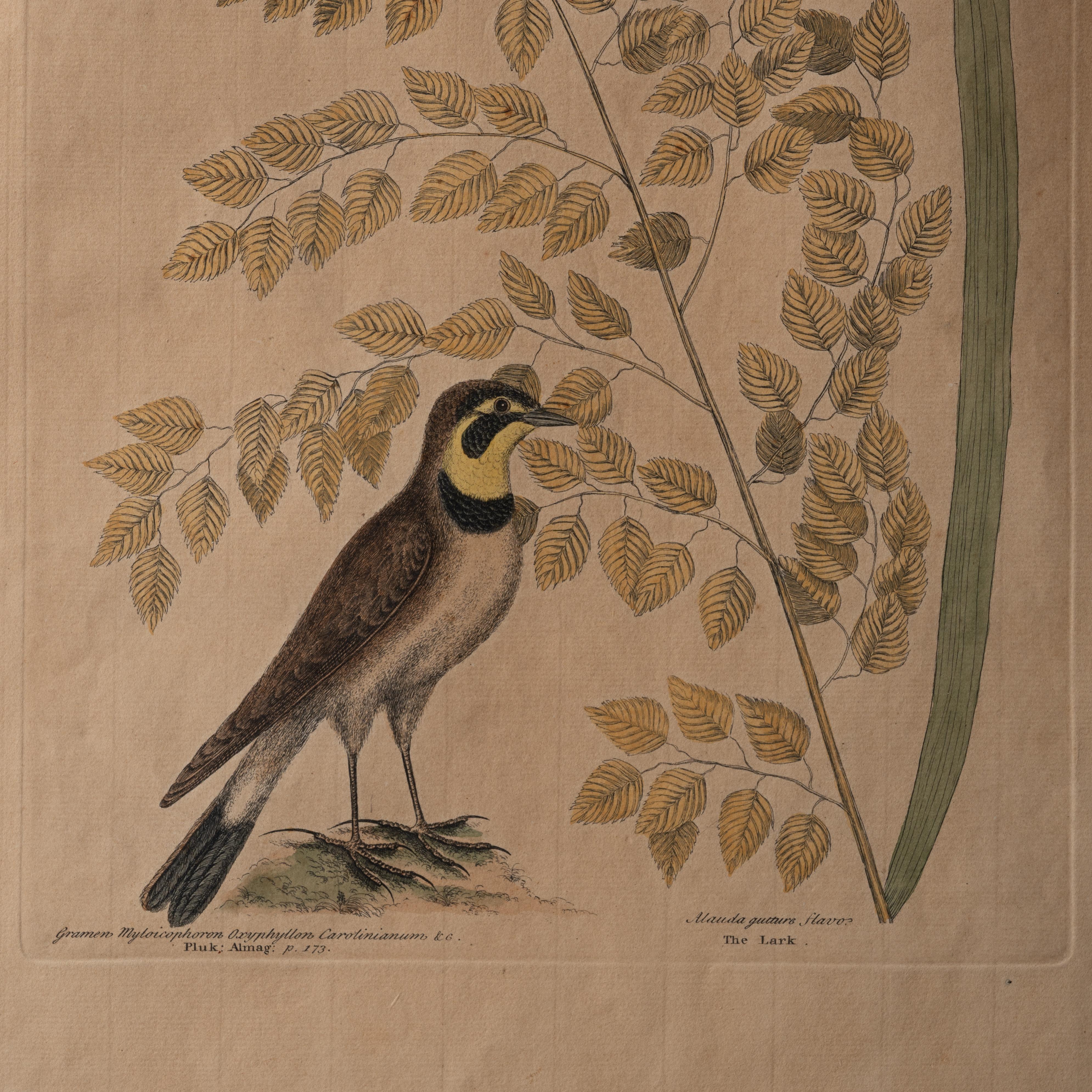 The Lark, Mark Catesby, um 1754 (Mitte des 18. Jahrhunderts) im Angebot