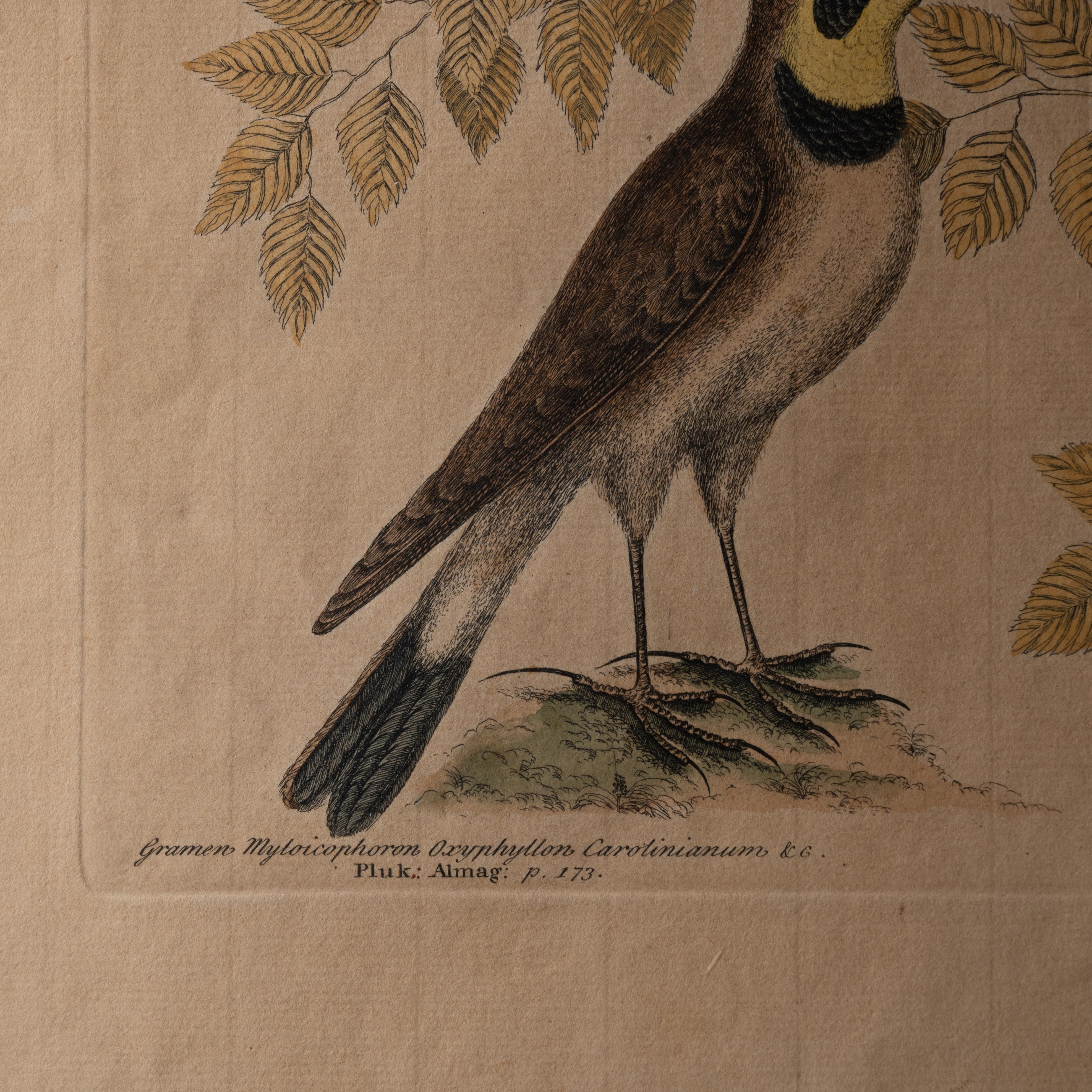 The Lark, Mark Catesby, um 1754 (Glas) im Angebot