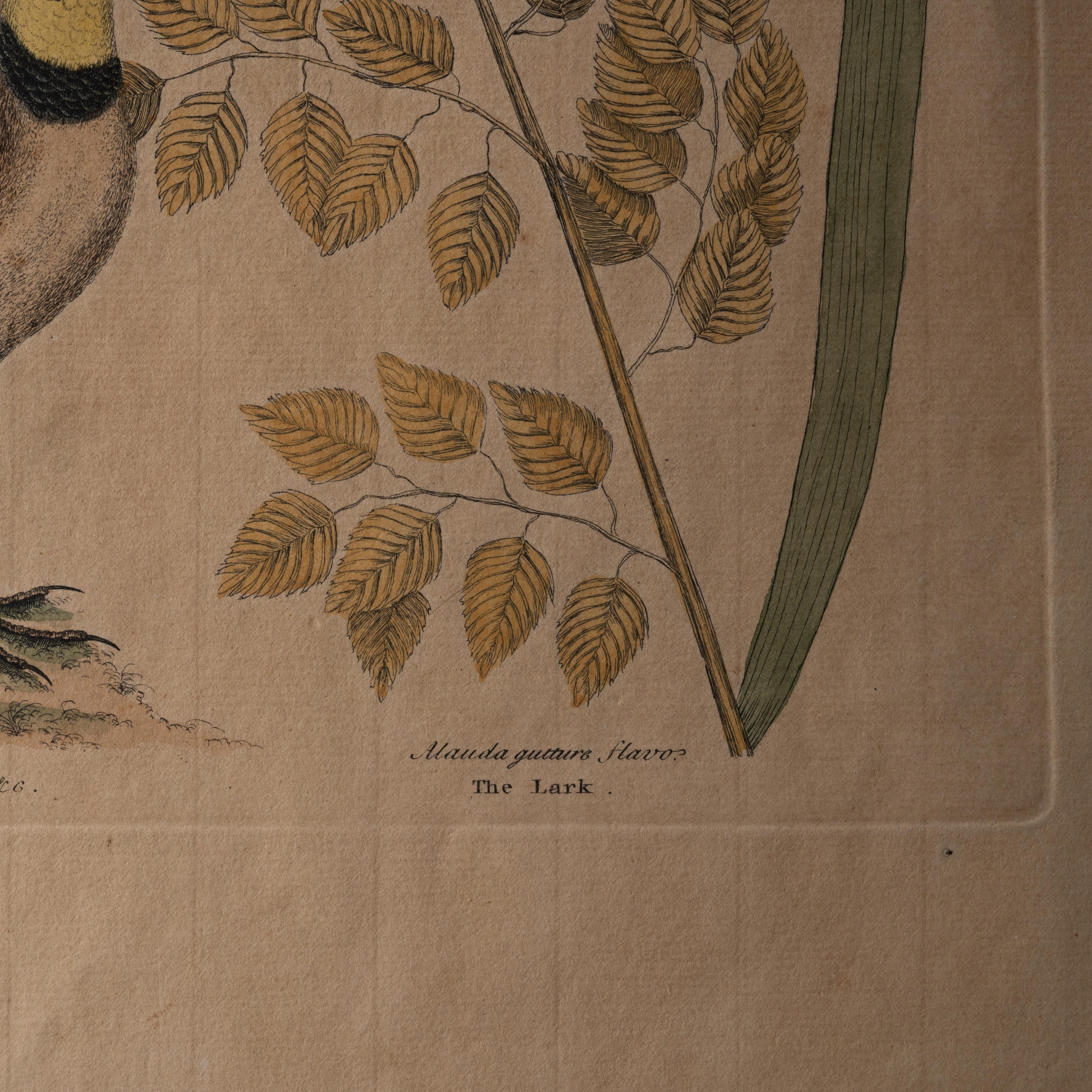 The Lark, Mark Catesby, um 1754 im Angebot 1