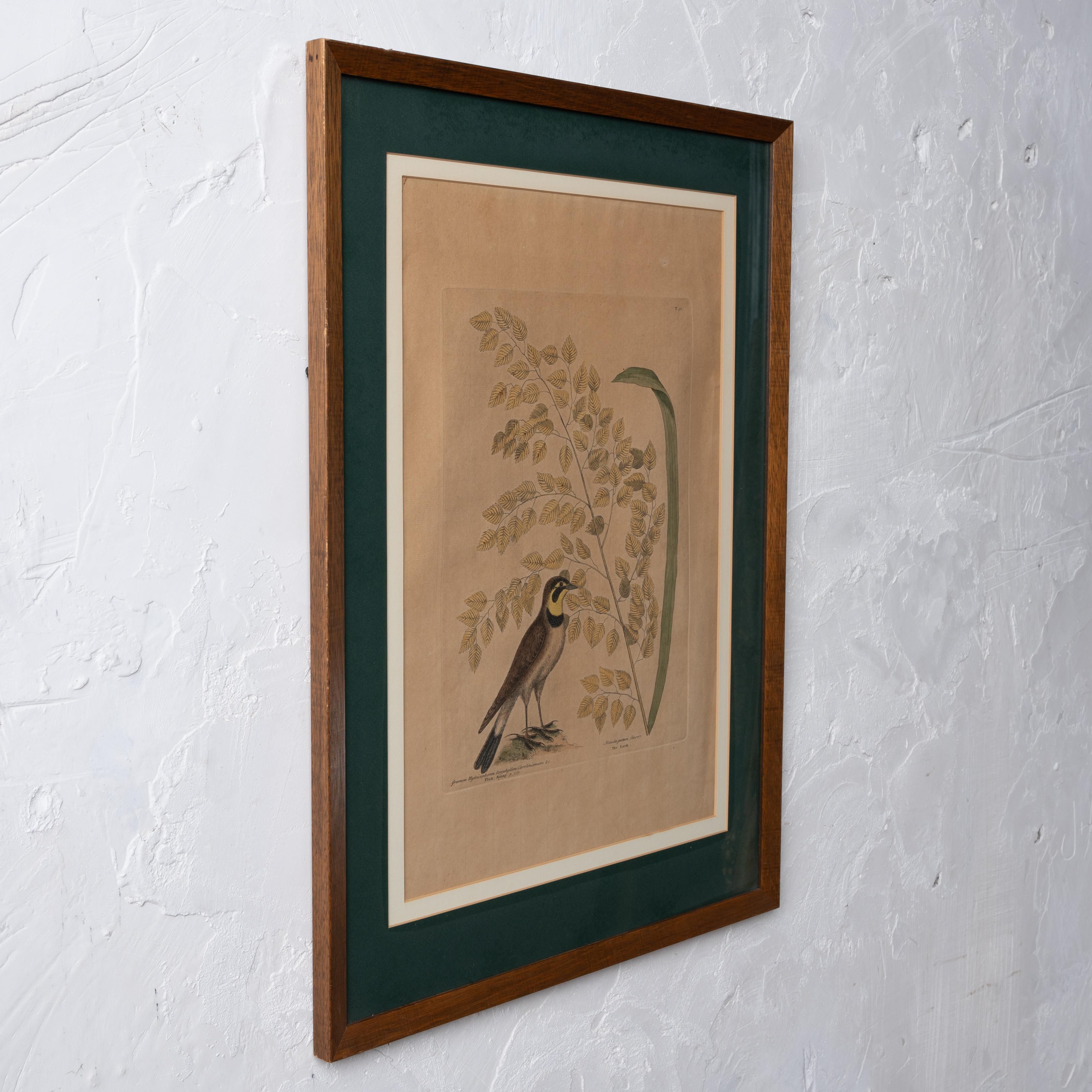The Lark, Mark Catesby, um 1754 im Angebot 2
