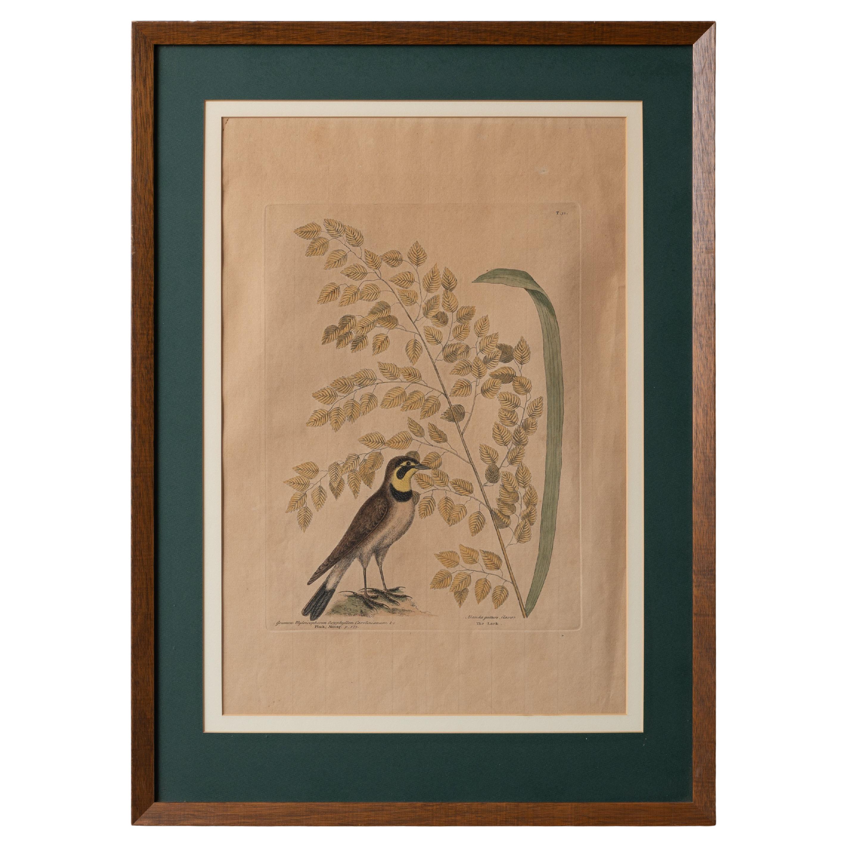 The Lark, Mark Catesby, c.1754