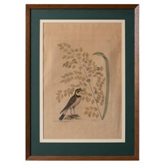 The Lark, Mark Catesby, c.1754
