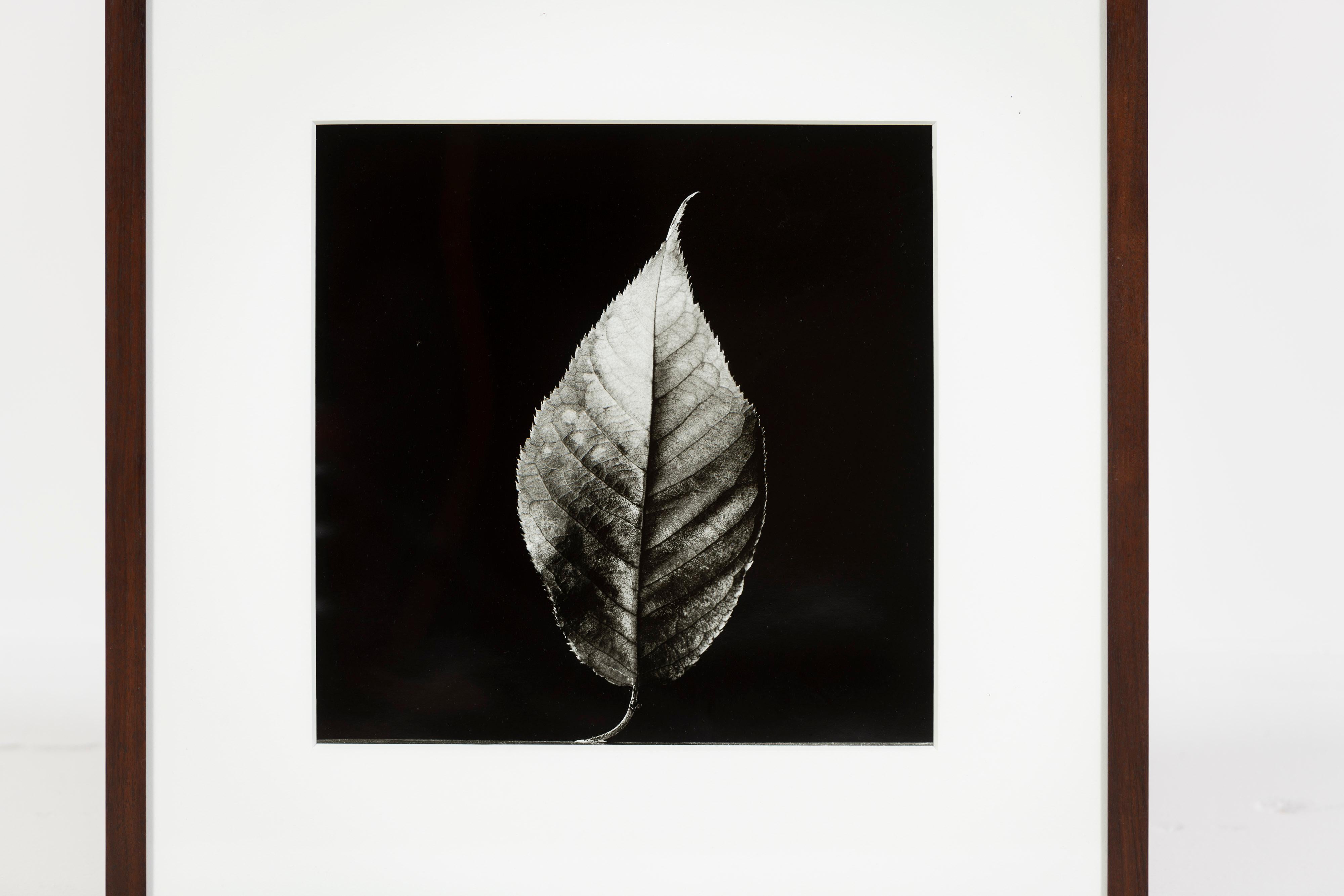 Hauntingly beautiful black and white photo of a single leaf, image 15