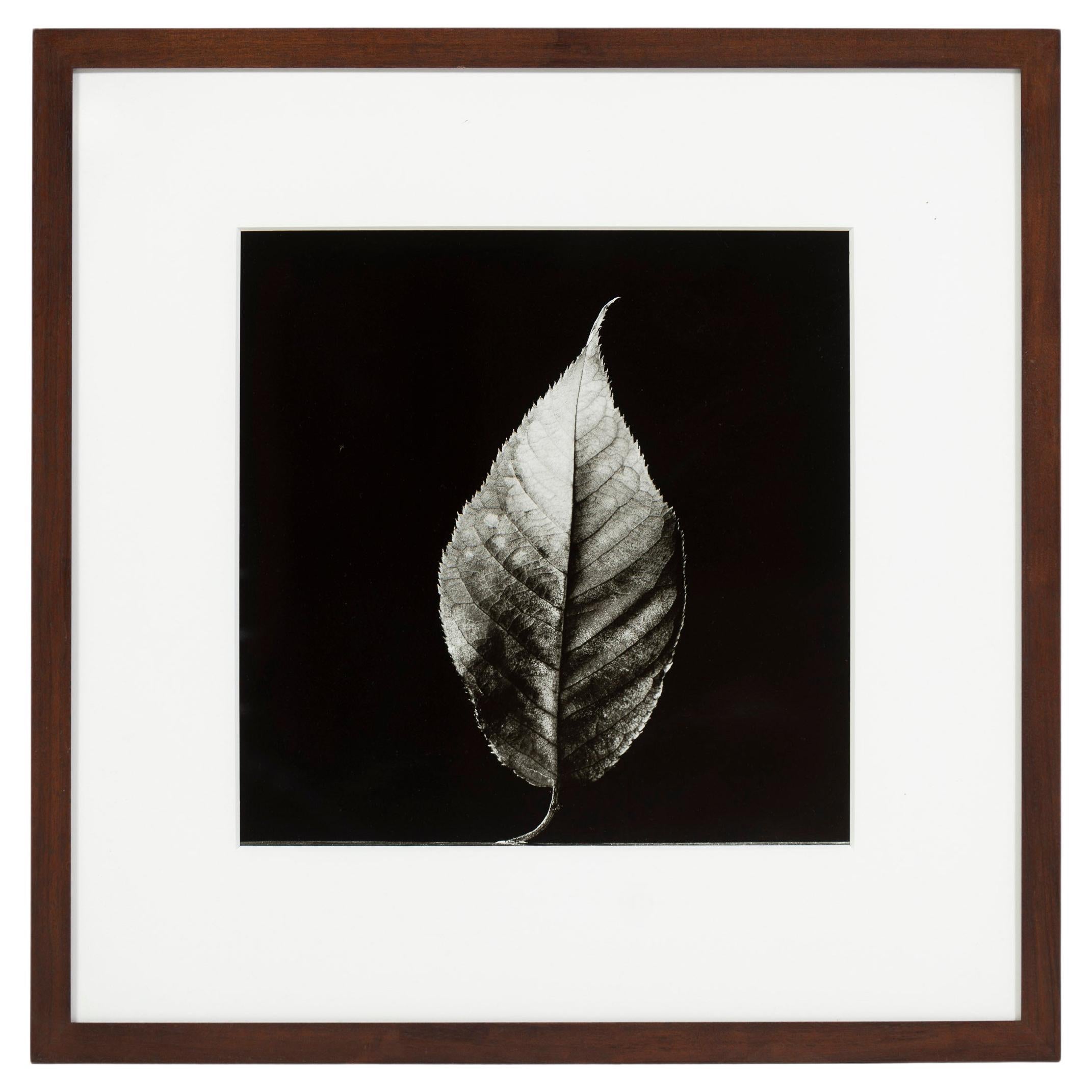 "The Leaf", Black and White Photo, Framed, Greg Bruce, 1997, USA For Sale