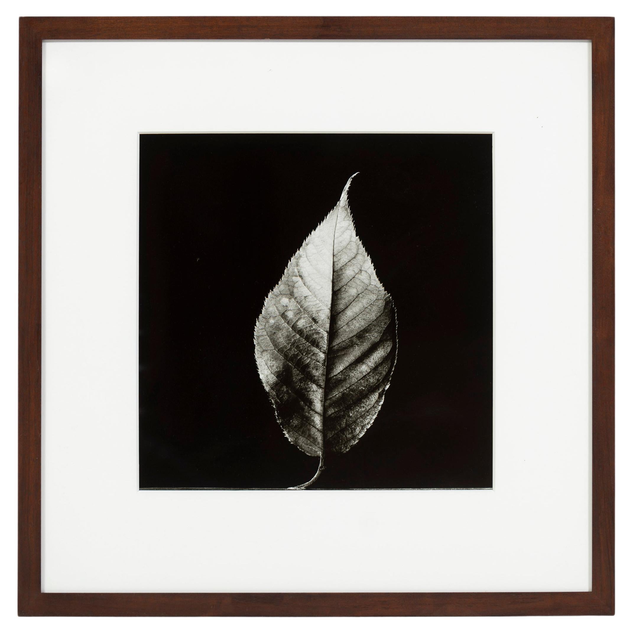 „Das Blatt“, Schwarz-Weiß-Foto, gerahmt, Greg Bruce, 1997, USA