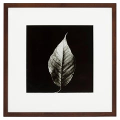 Retro "The Leaf", Black and White Photo, Framed, Greg Bruce, 1997, USA