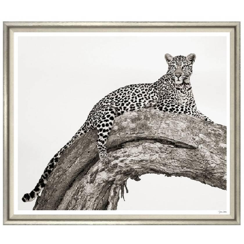 "The Leopard" Print For Sale