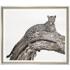 "The Leopard" Print