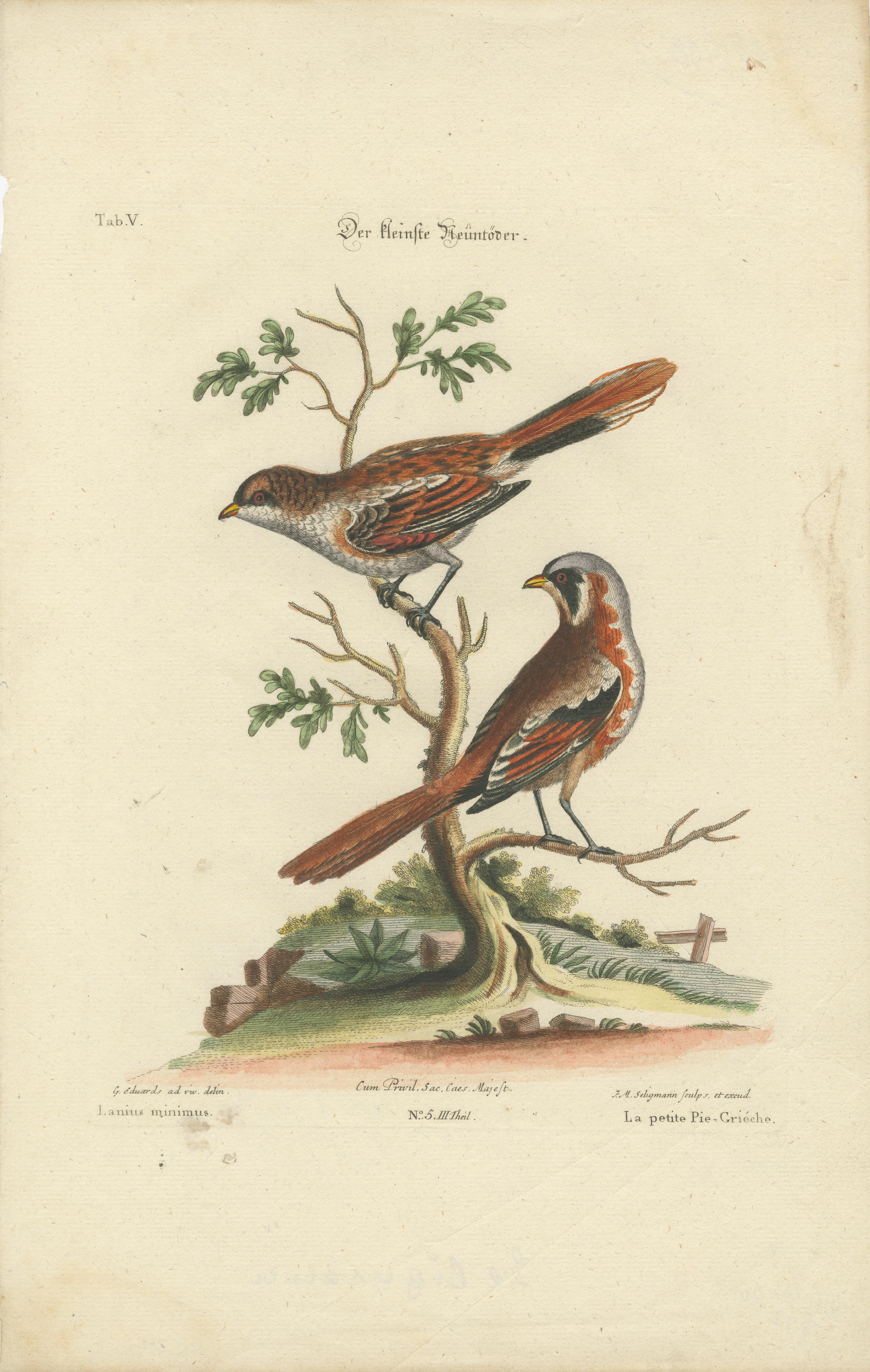 The illustration is indicative of the works that emerged from the collaborations and influences of the 18th-century naturalists like George Edwards and Johann Michael Seligmann. George Edwards was an English naturalist and ornithologist, known as