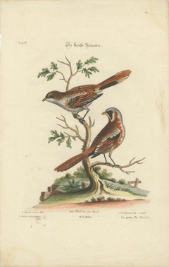The Lesser Grey Shrike Bird in a Hand-Colored Engraving, 1749