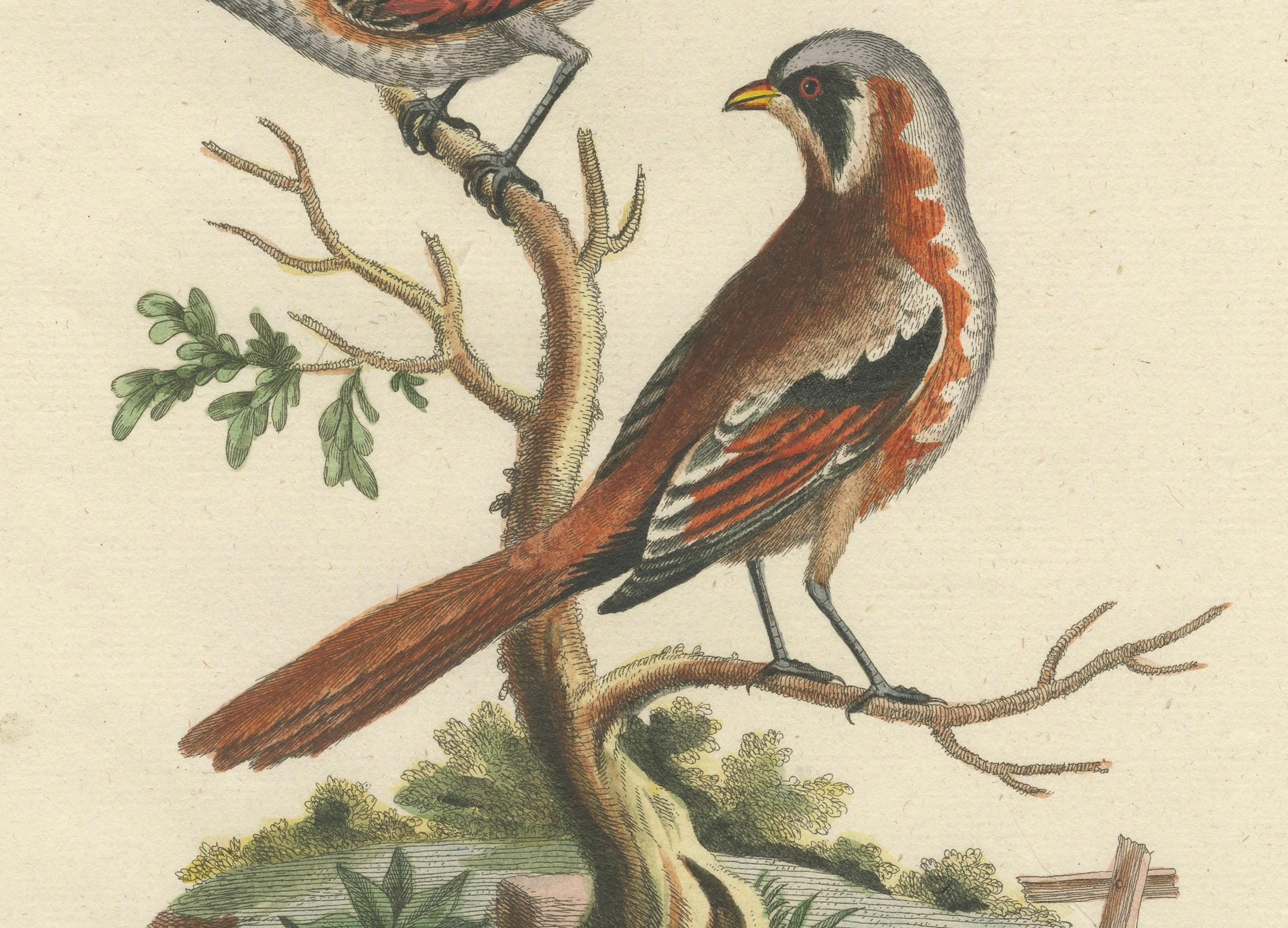 The Lesser Grey Shrike Bird in a Hand-Colored Engraving, 1749 In Good Condition For Sale In Langweer, NL