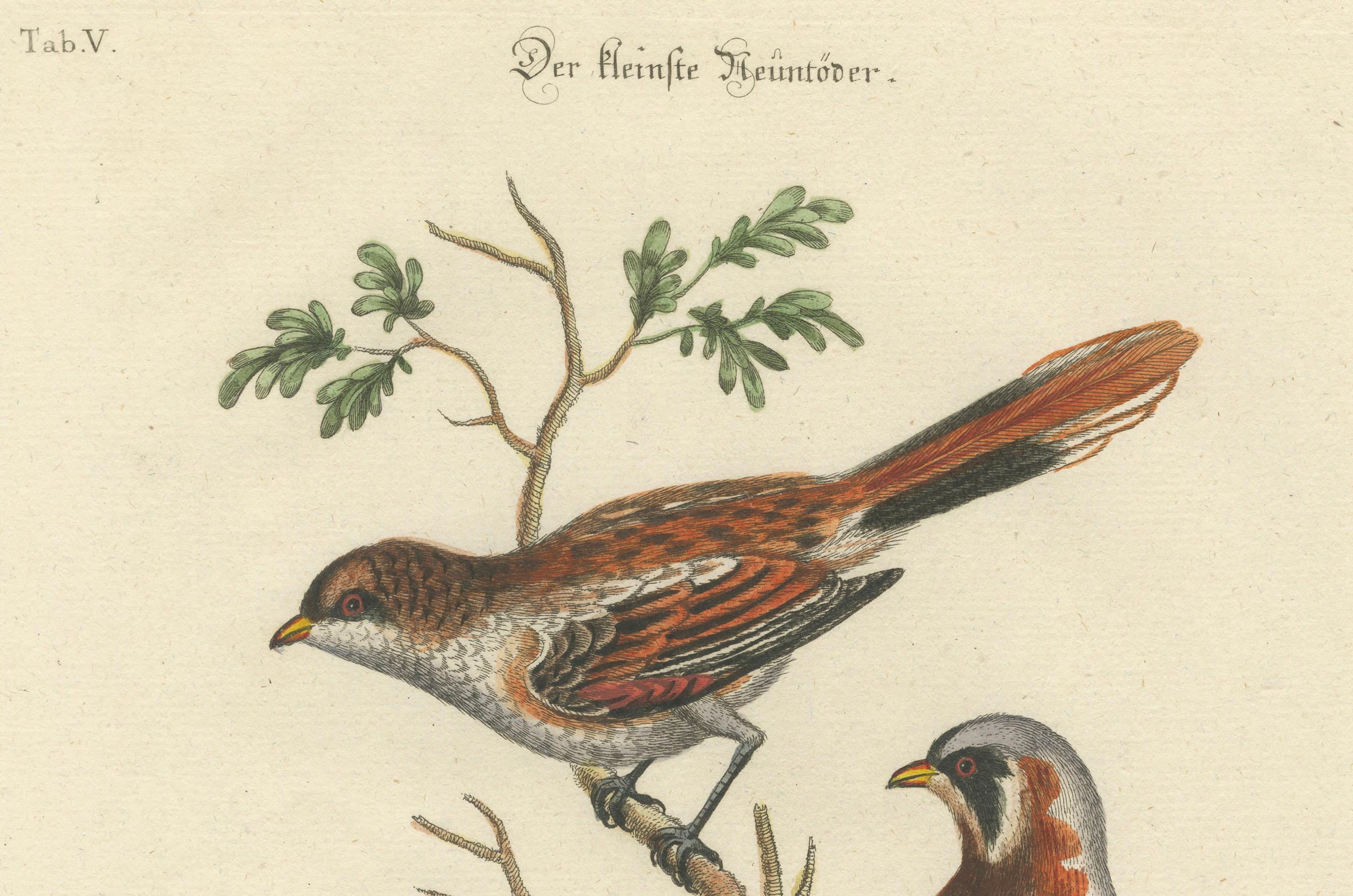 Mid-18th Century The Lesser Grey Shrike Bird in a Hand-Colored Engraving, 1749 For Sale