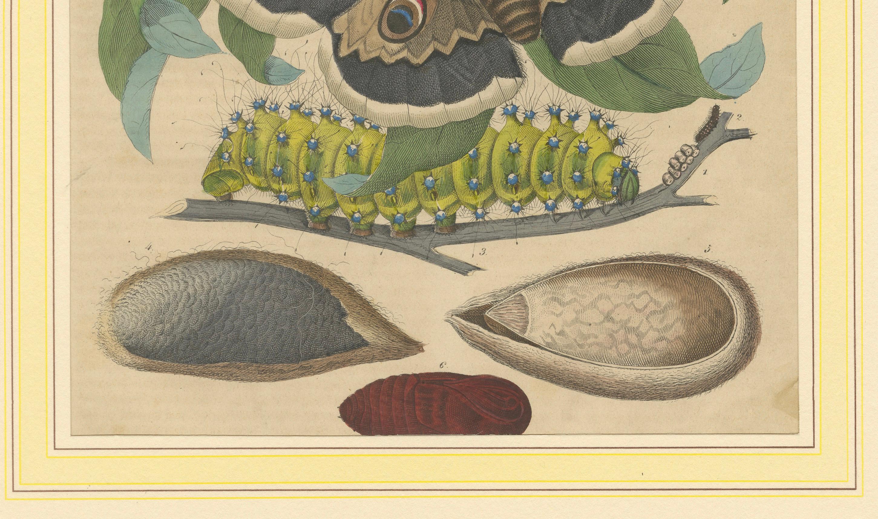 Der Lebenszyklus des Riesenseidenspinners Handkolorierte Lithographie von 1852  

Diese exquisite handkolorierte Lithografie aus dem Jahr 1852 zeigt die majestätische Schönheit des Riesenseidenspinners in bemerkenswerten Details. Dieses Meisterwerk