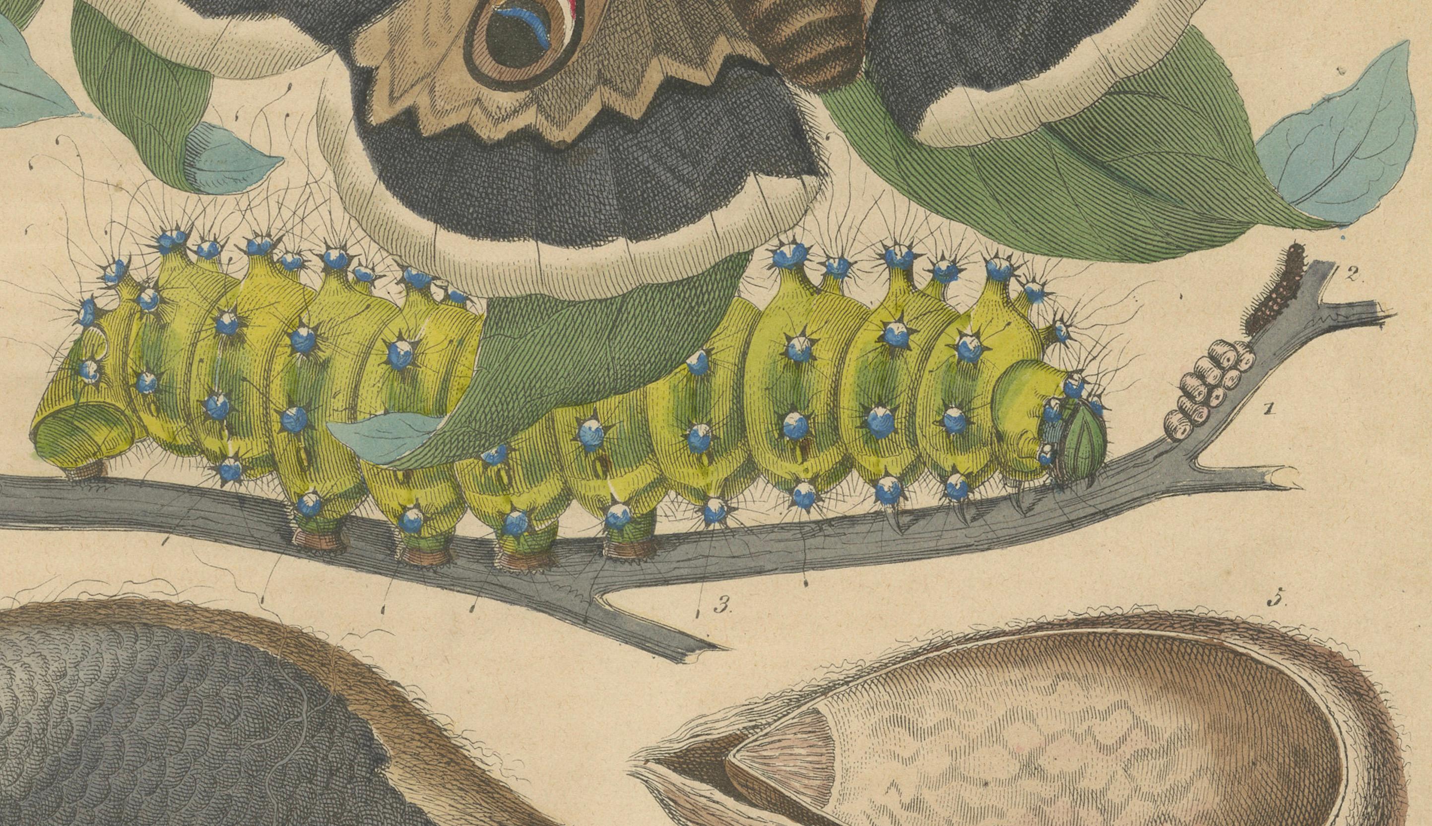 The Life Cycle of the Giant Silk Moth: Atemberaubende handkolorierte Lithographie, 1852 im Zustand „Gut“ im Angebot in Langweer, NL