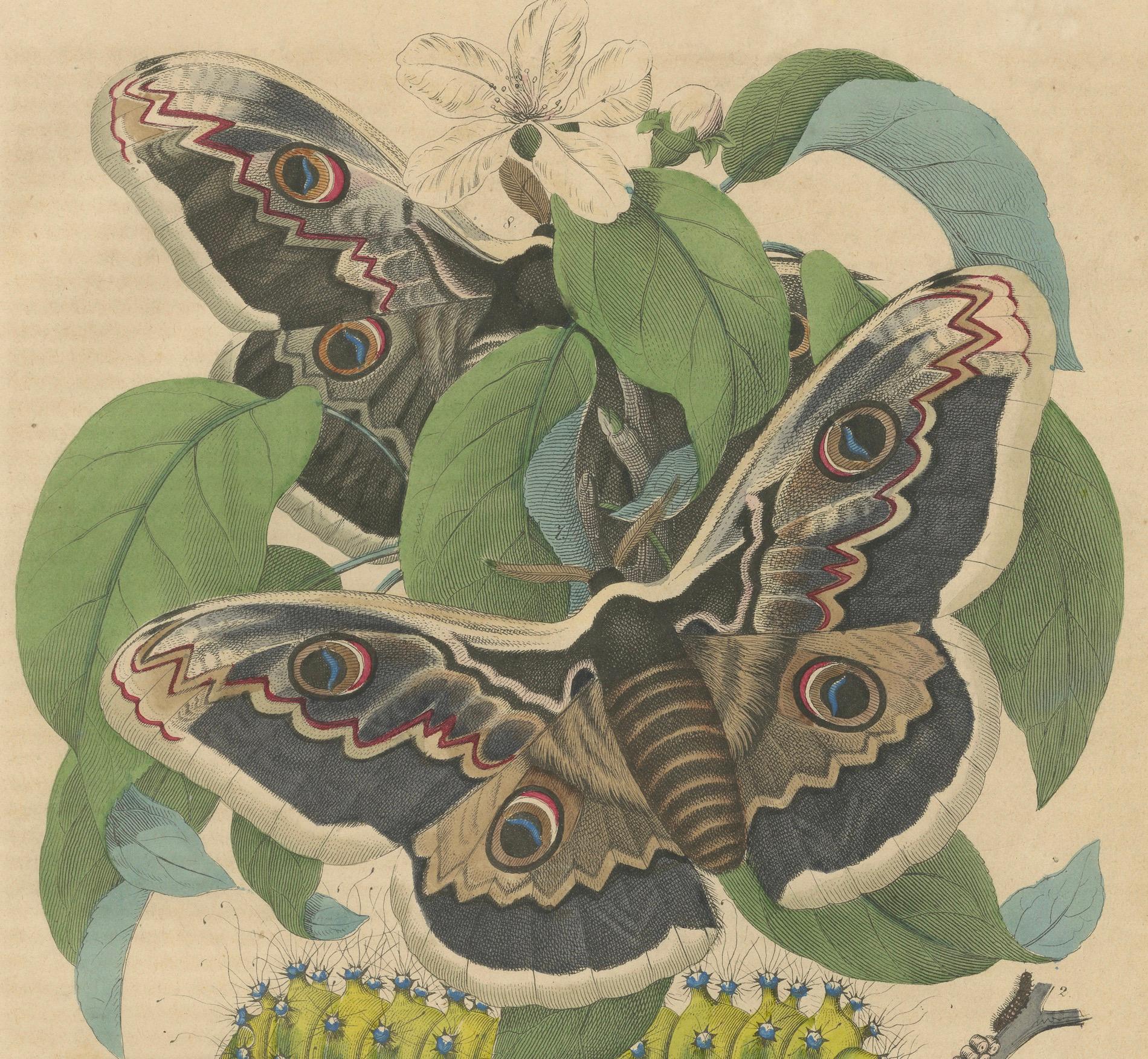 The Life Cycle of the Giant Silk Moth: Atemberaubende handkolorierte Lithographie, 1852 (Mittleres 19. Jahrhundert) im Angebot