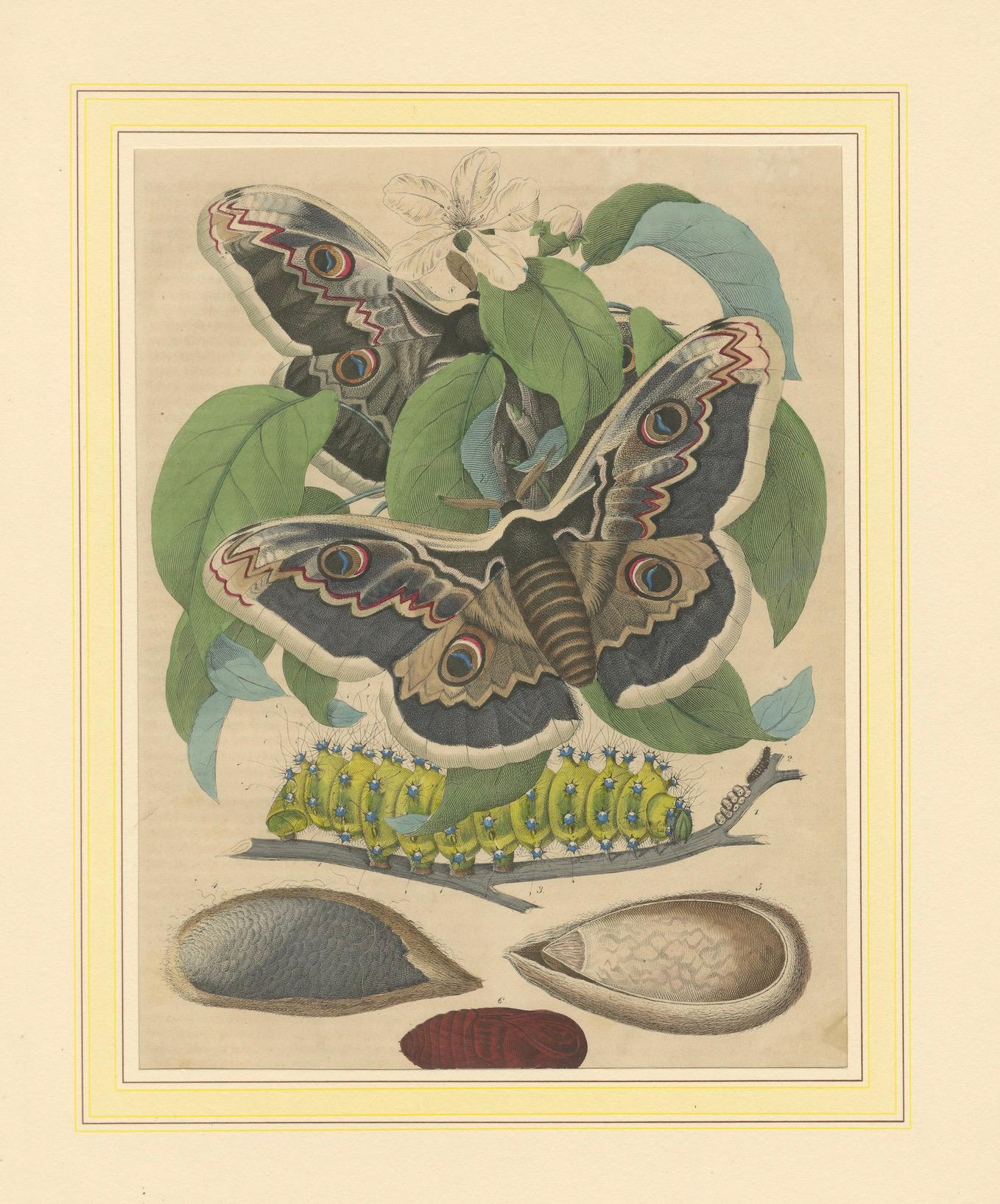 The Life Cycle of the Giant Silk Moth: Atemberaubende handkolorierte Lithographie, 1852 (Papier) im Angebot