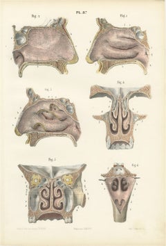 The Lining Membrane of the Nose, Antique Hirschfeld Anatomy Print, 1866