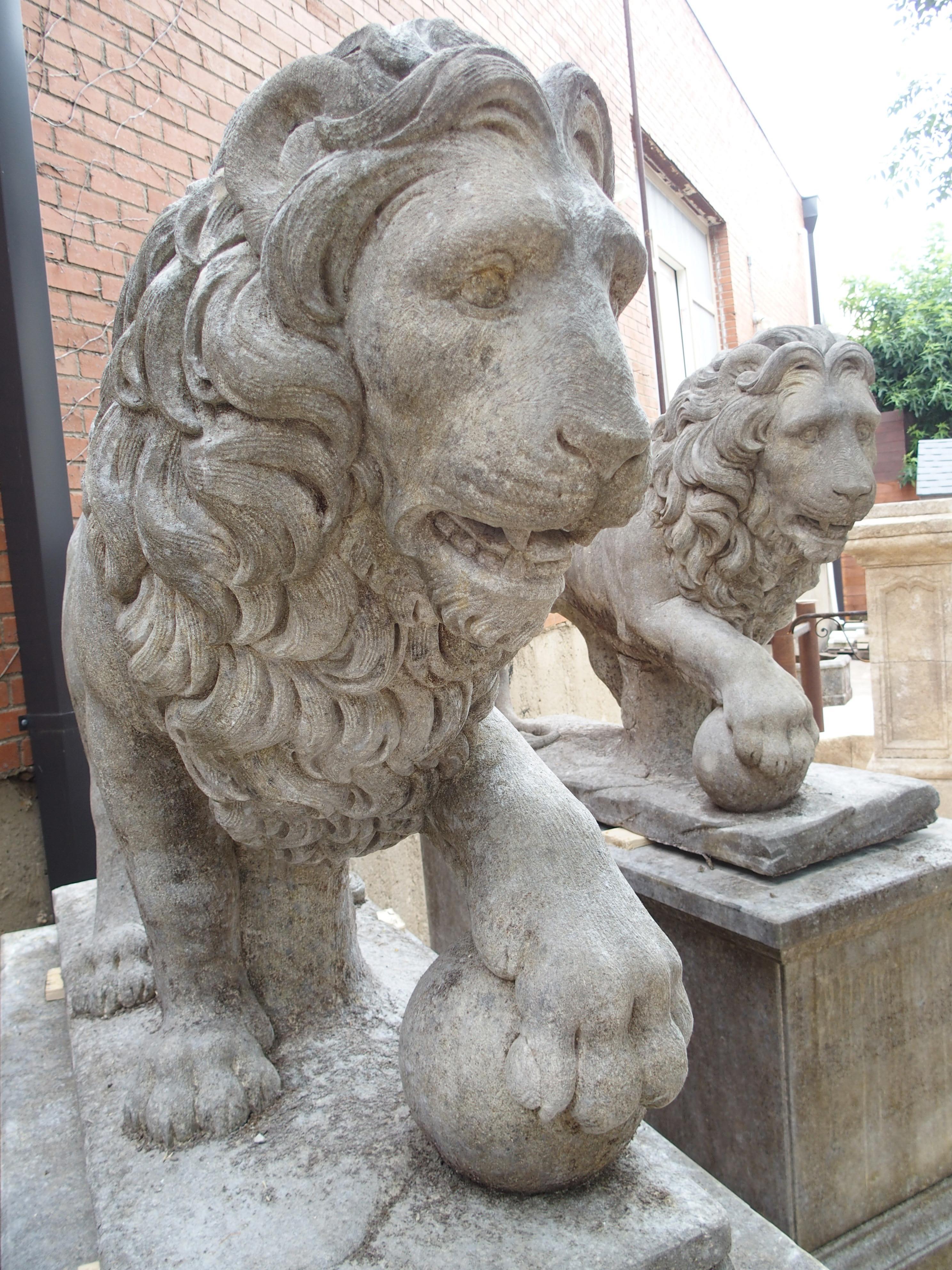 I Leoni di Firenze, coppia monumentale di leoni medicei in pietra calcarea scolpita in Italia in vendita 3