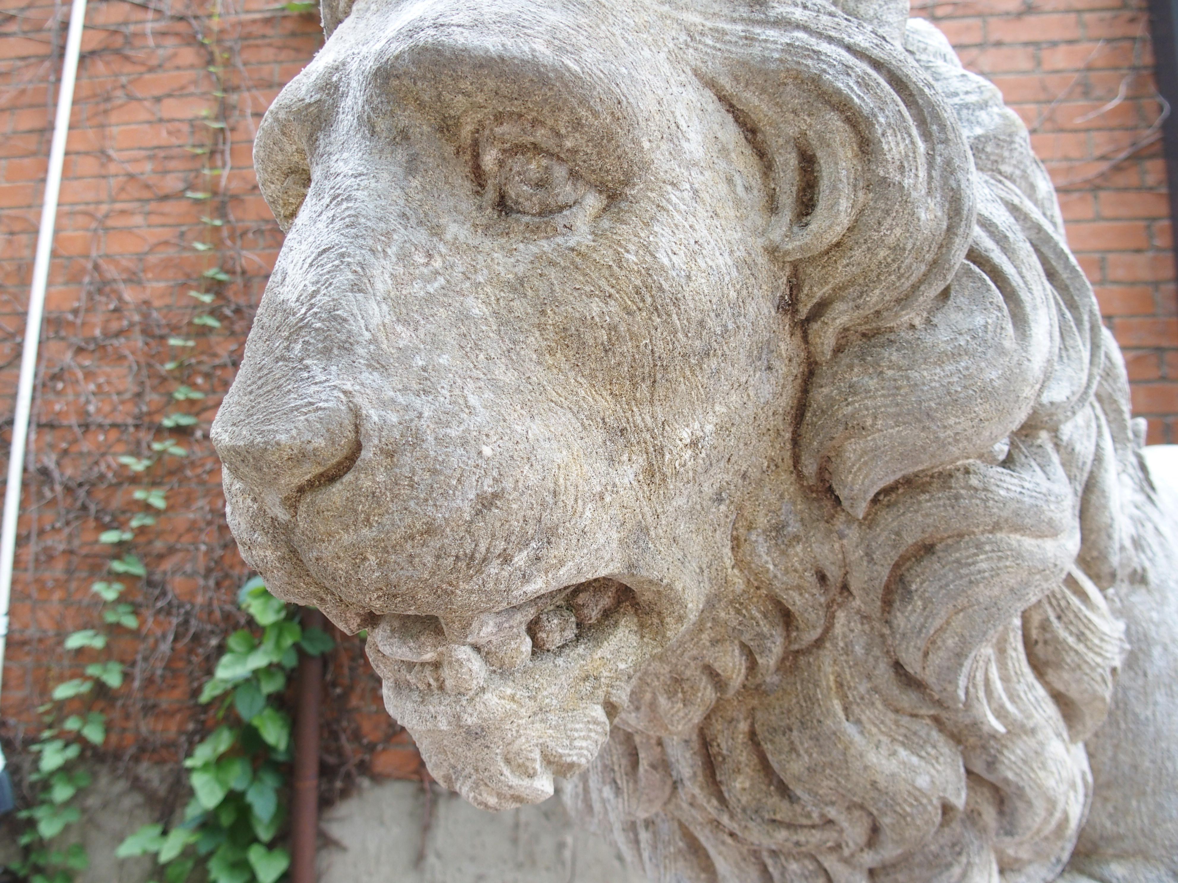 I Leoni di Firenze, coppia monumentale di leoni medicei in pietra calcarea scolpita in Italia in vendita 11