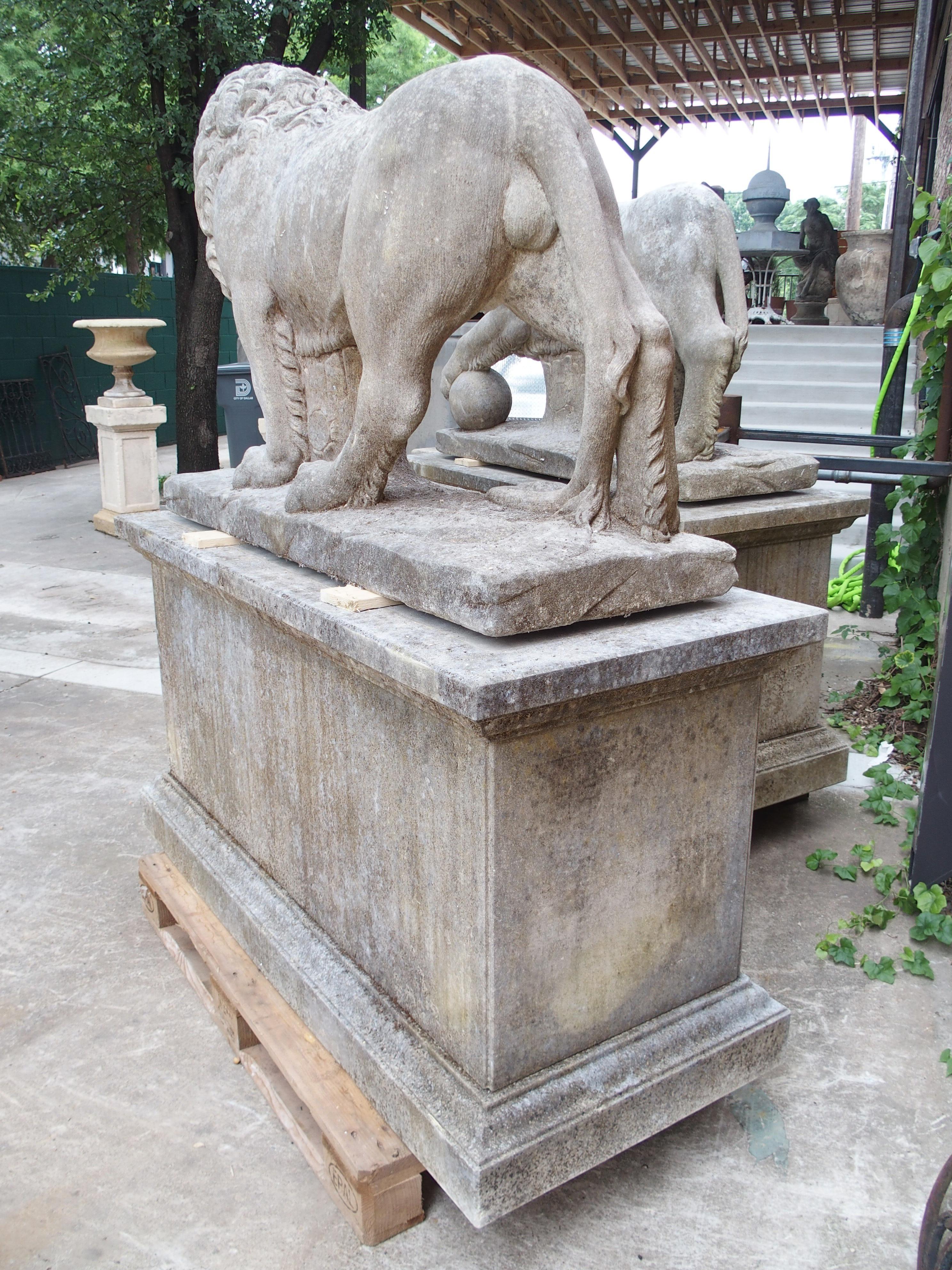 Italiano I Leoni di Firenze, coppia monumentale di leoni medicei in pietra calcarea scolpita in Italia in vendita