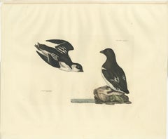 The Little Auk - A Life Seize Study Engraved in Seasonal Plumage by Selby, 1826
