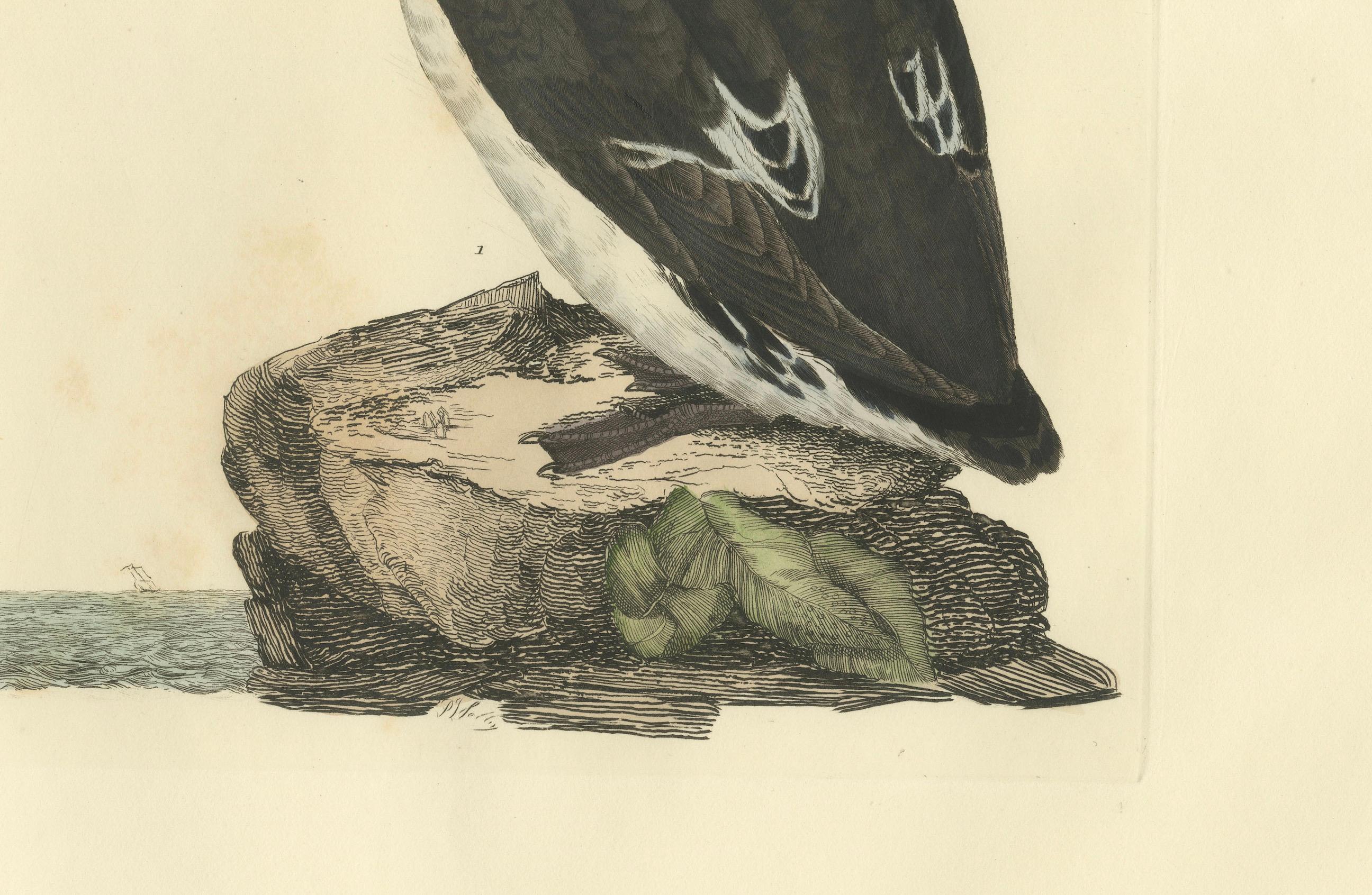 Early 19th Century The Little Auk - A Life Seize Study Engraved in Seasonal Plumage by Selby, 1826 For Sale