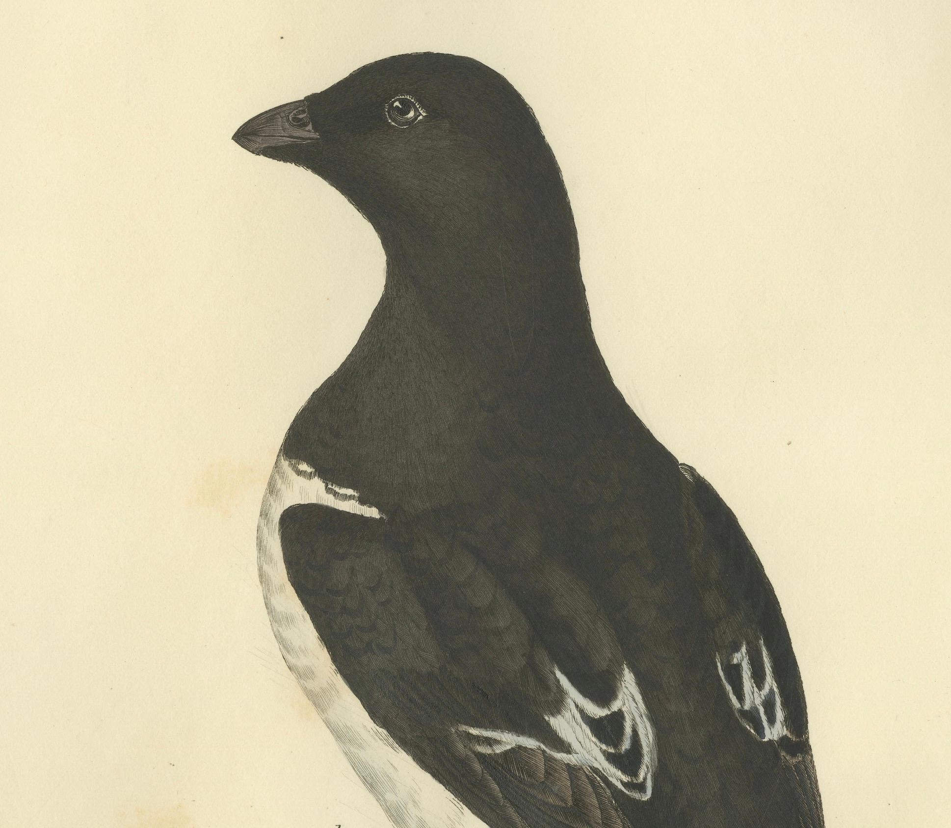 Paper The Little Auk - A Life Seize Study Engraved in Seasonal Plumage by Selby, 1826 For Sale