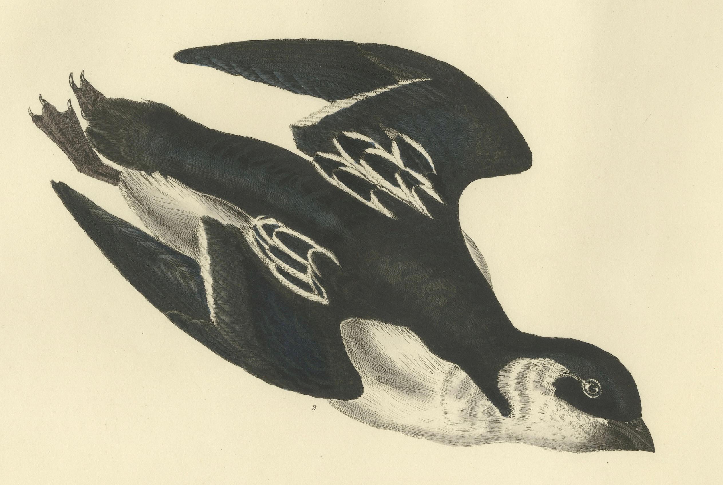 The Little Auk - A Life Seize Study Engraved in Seasonal Plumage by Selby, 1826 For Sale 1