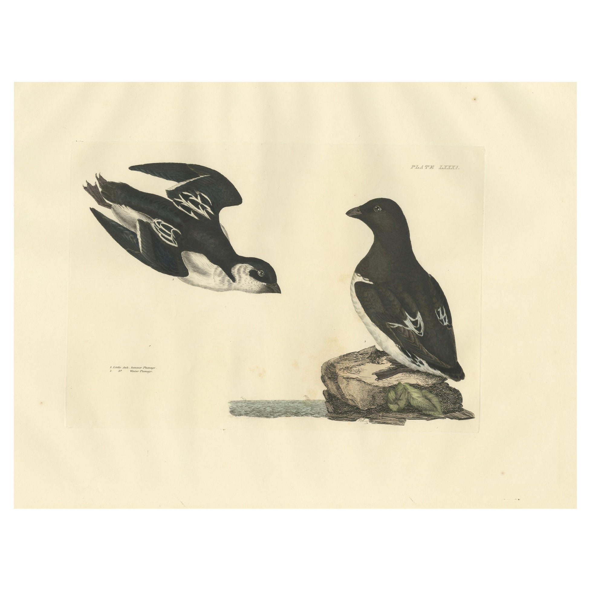 The Little Auk - A Life Seize Study, graviert in seasonal Plumage von Selby, 1826 im Angebot