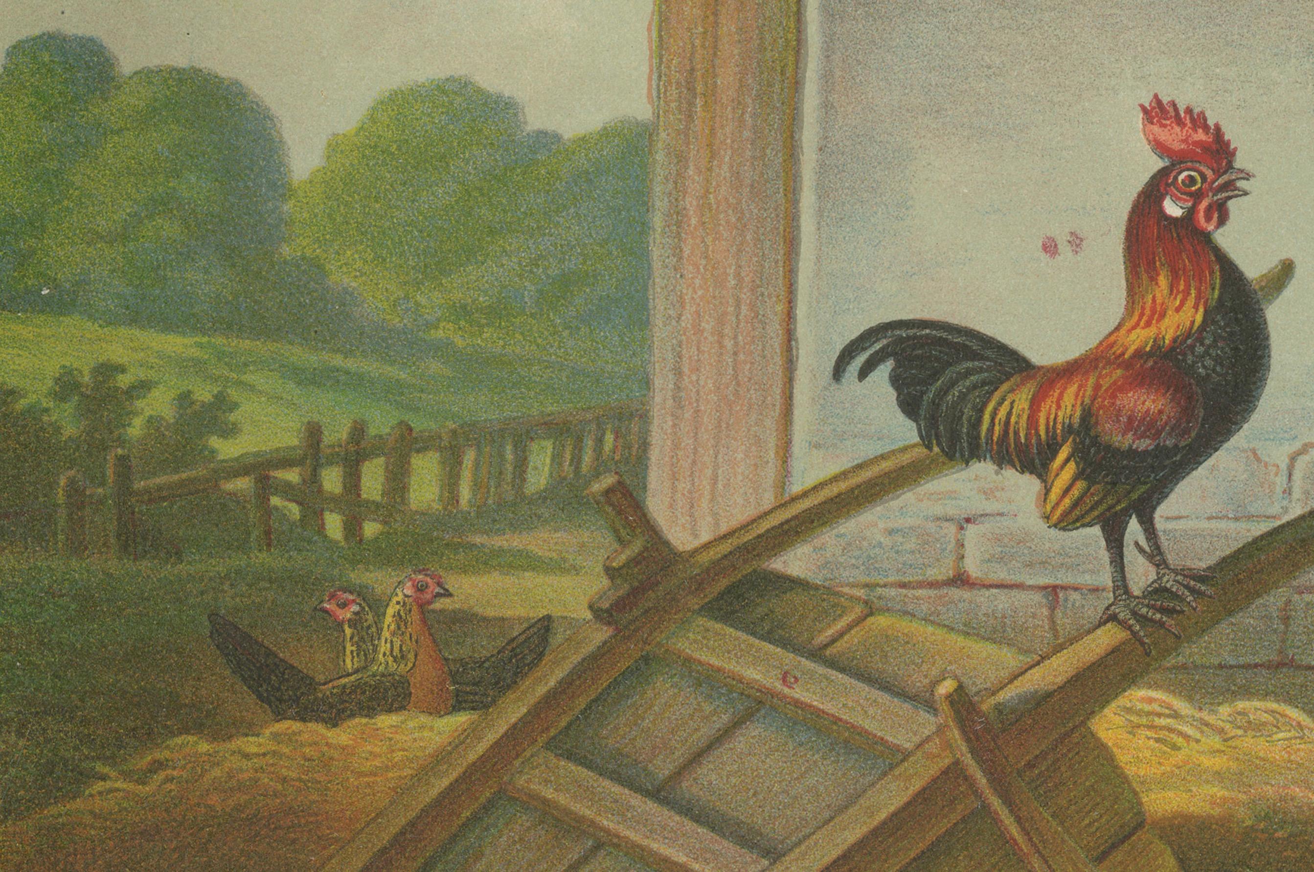 Das lebhafte goldene Bantam-Wildhuhn Eine seltene Geflügellithographie aus dem 19.  

Diese bezaubernde Chromolithografie aus dem 19. Jahrhundert zeigt eine Gruppe von Goldenen Bantamhühnern, einer kleinen, aber temperamentvollen Rasse, die für ihr