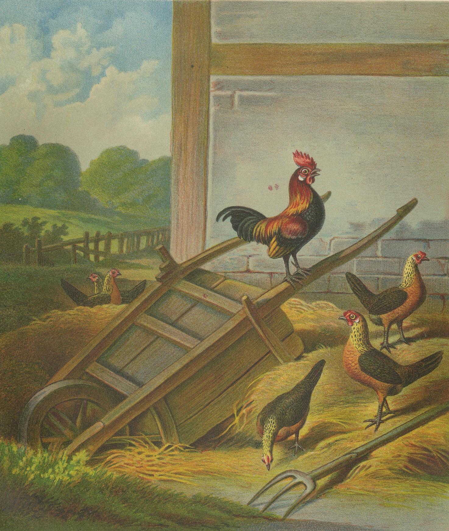 The Lively Golden Bantam Game Fowl – Eine seltene Geflügel-Lithographie aus dem 19. Jahrhundert (Papier) im Angebot