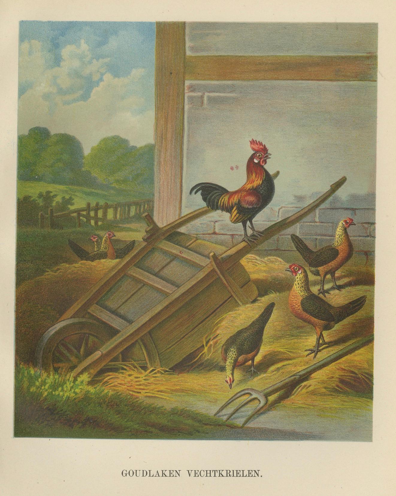 The Lively Golden Bantam Game Fowl – Eine seltene Geflügel-Lithographie aus dem 19. Jahrhundert im Angebot 1