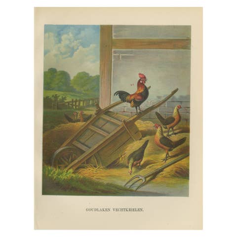 The Lively Golden Bantam Game Fowl - A Rare 19th Century Poultry Lithograph