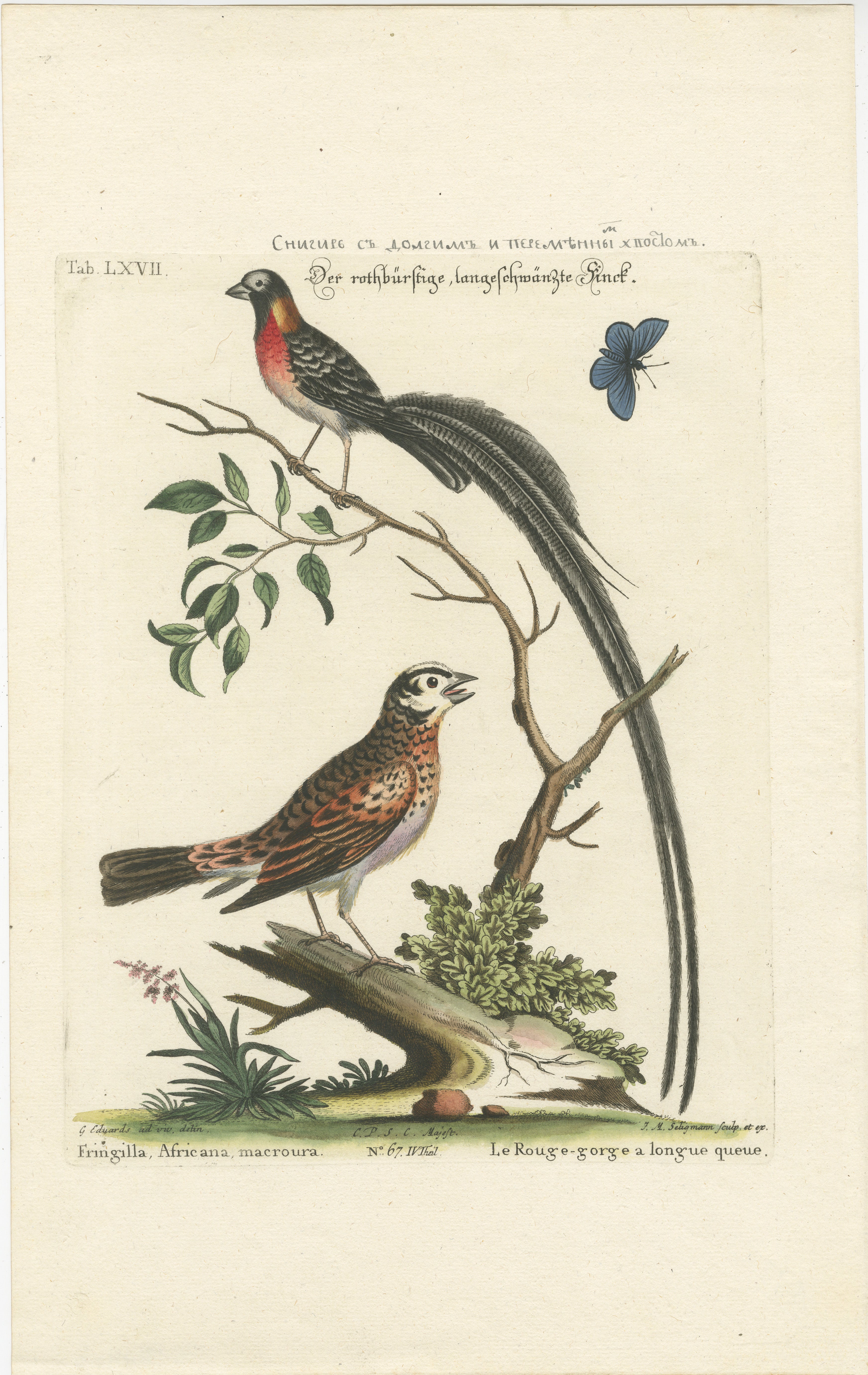 This hand-colored engraving, part of Johann Michael Seligmann's collection, is a precise and vibrant representation of wildlife, based on the works of George Edwards. It showcases an African finch with a notably long tail, and its poised elegance is