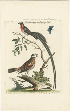 The Long-tailed African Finch and Blue Butterfly Original Old Handcoloring, 1749