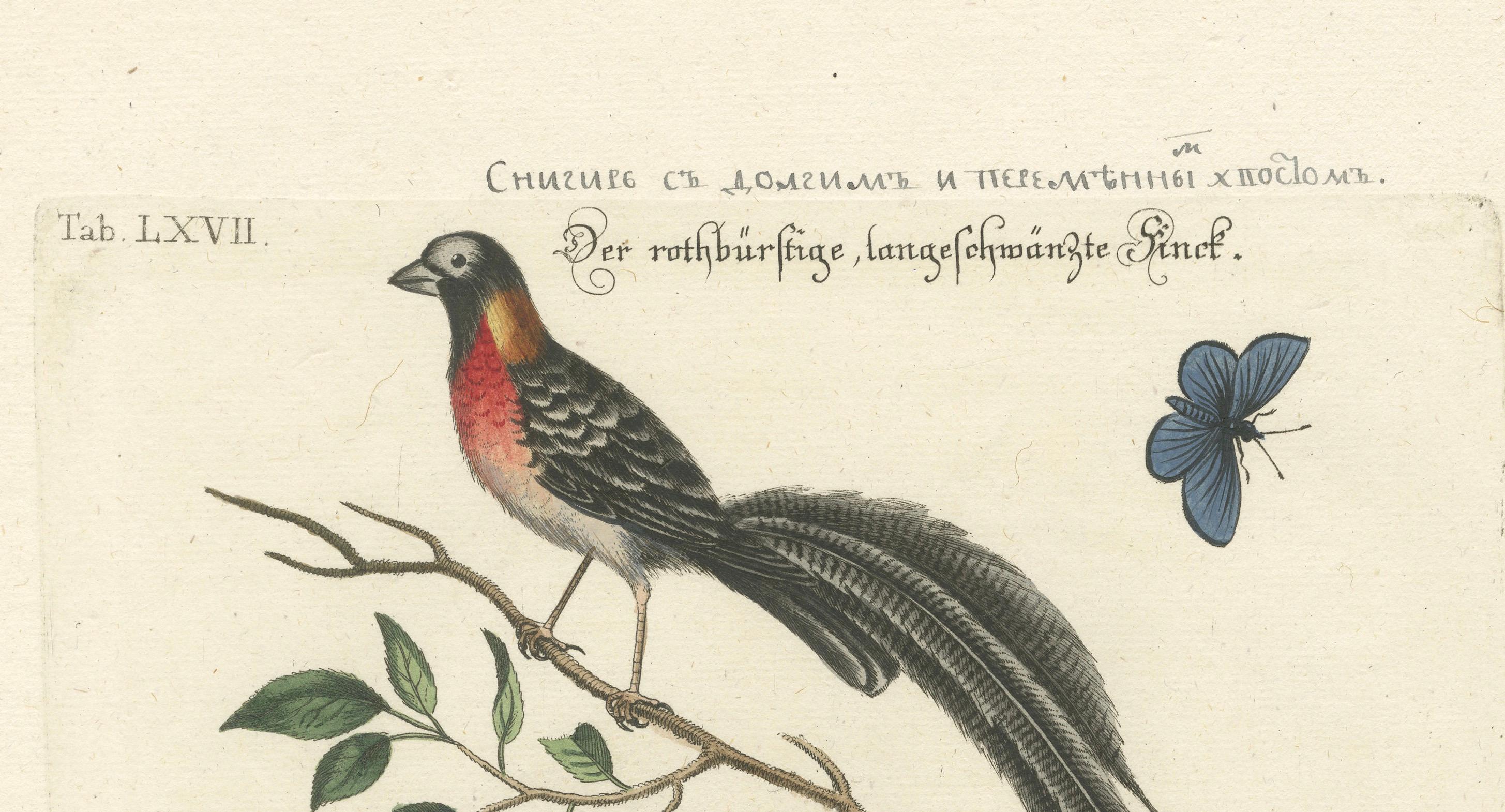 Mid-18th Century The Long-tailed African Finch and Blue Butterfly Original Old Handcoloring, 1749 For Sale