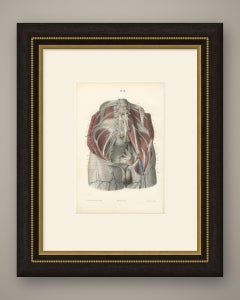 The Lumbar Plexus and the Groin, Antique Hirschfeld Anatomy Print, 1866